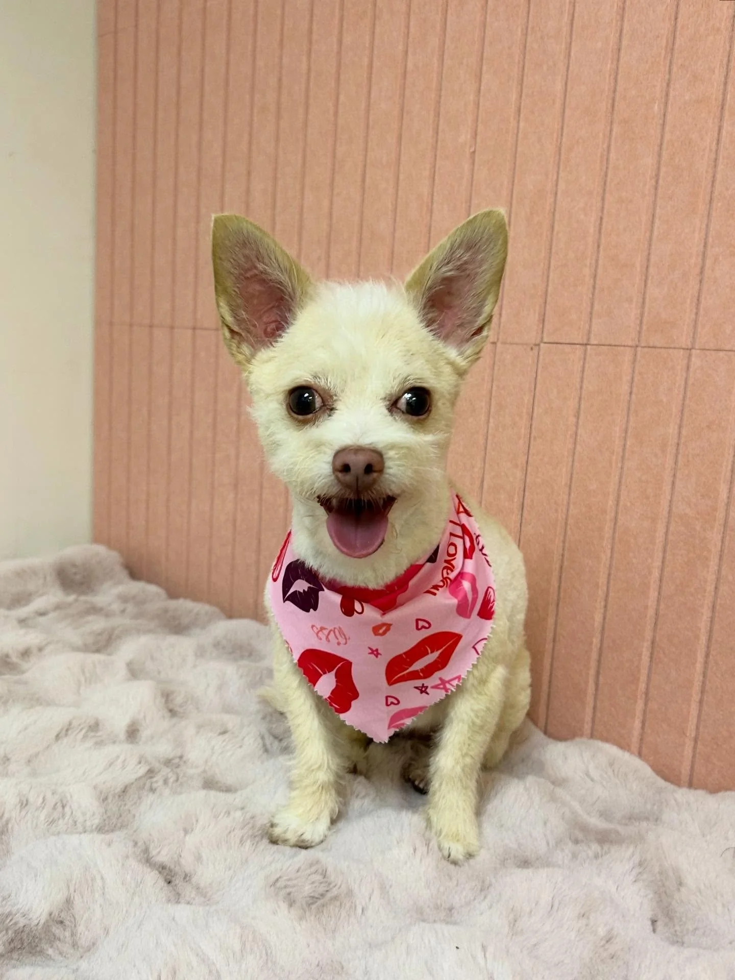 💕🎀This little sweet doll Chika is even cuter after grooming session with us 🤗

#LittleDog #CuteDog #ChihuahuaMix #TorranceGroomer #LAGroomer