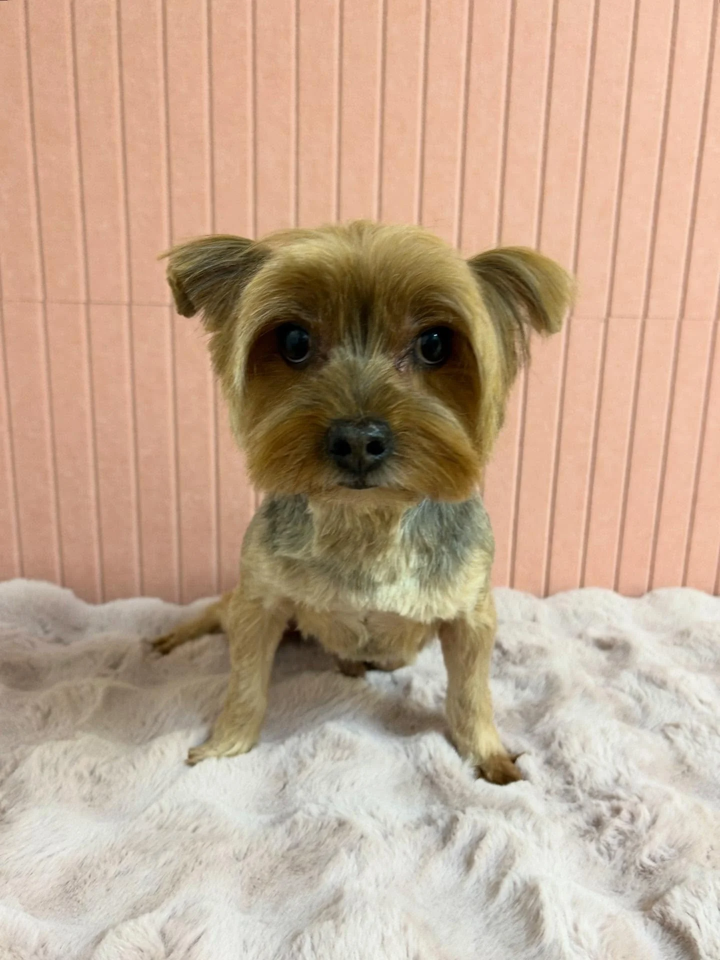 😎🐾Our handsome little boy Rex💕Yorkie face looks so great on him 😖😍

#Yorkieface #Yorkie #CuteDog #TorranceGroomer #LAGroomer