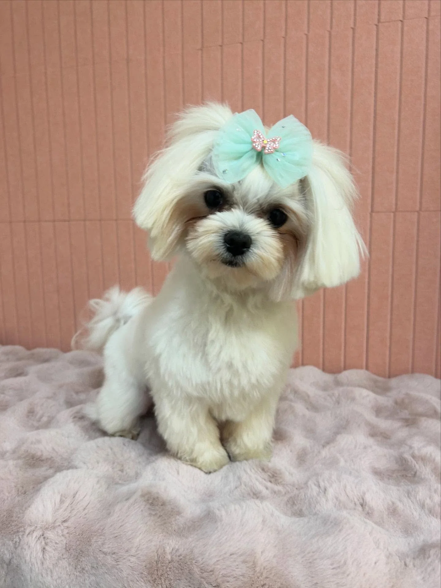 💙✨Sir Franklin is so cute after grooming. The bow on top adds extra cuteness 🎀

#Maltese #Fluffy #Fluffydog #TorranceGroomer #LAGroomer