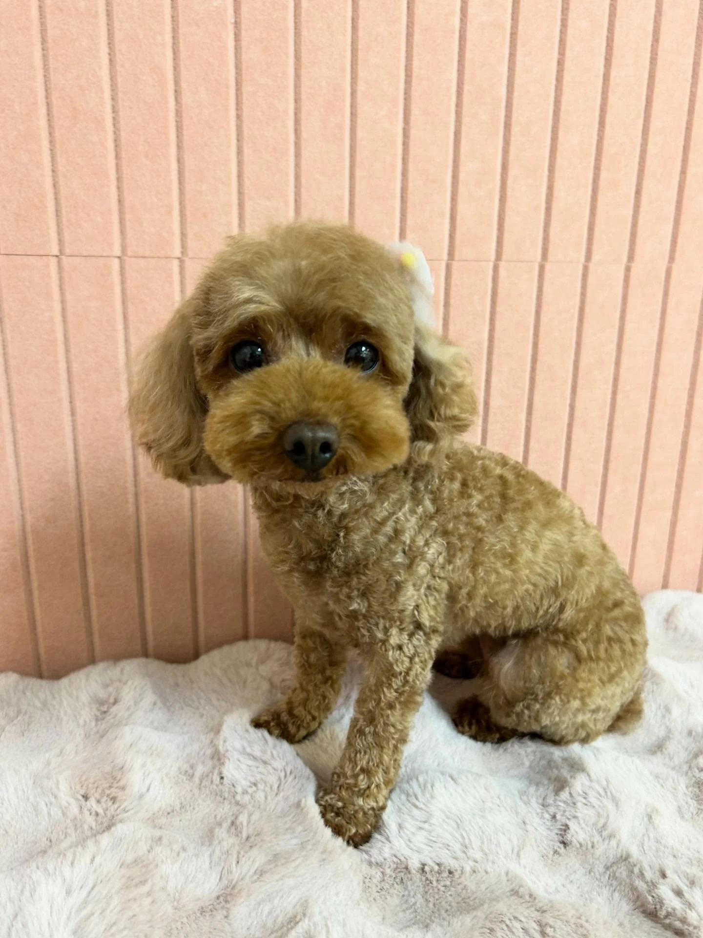 ✨🐾Bella after glow up! Too cute to be true 😍💕

#ToyPoodle #Teddybearface #RoundMuzzle #TorranceGroomer #LAGroomer