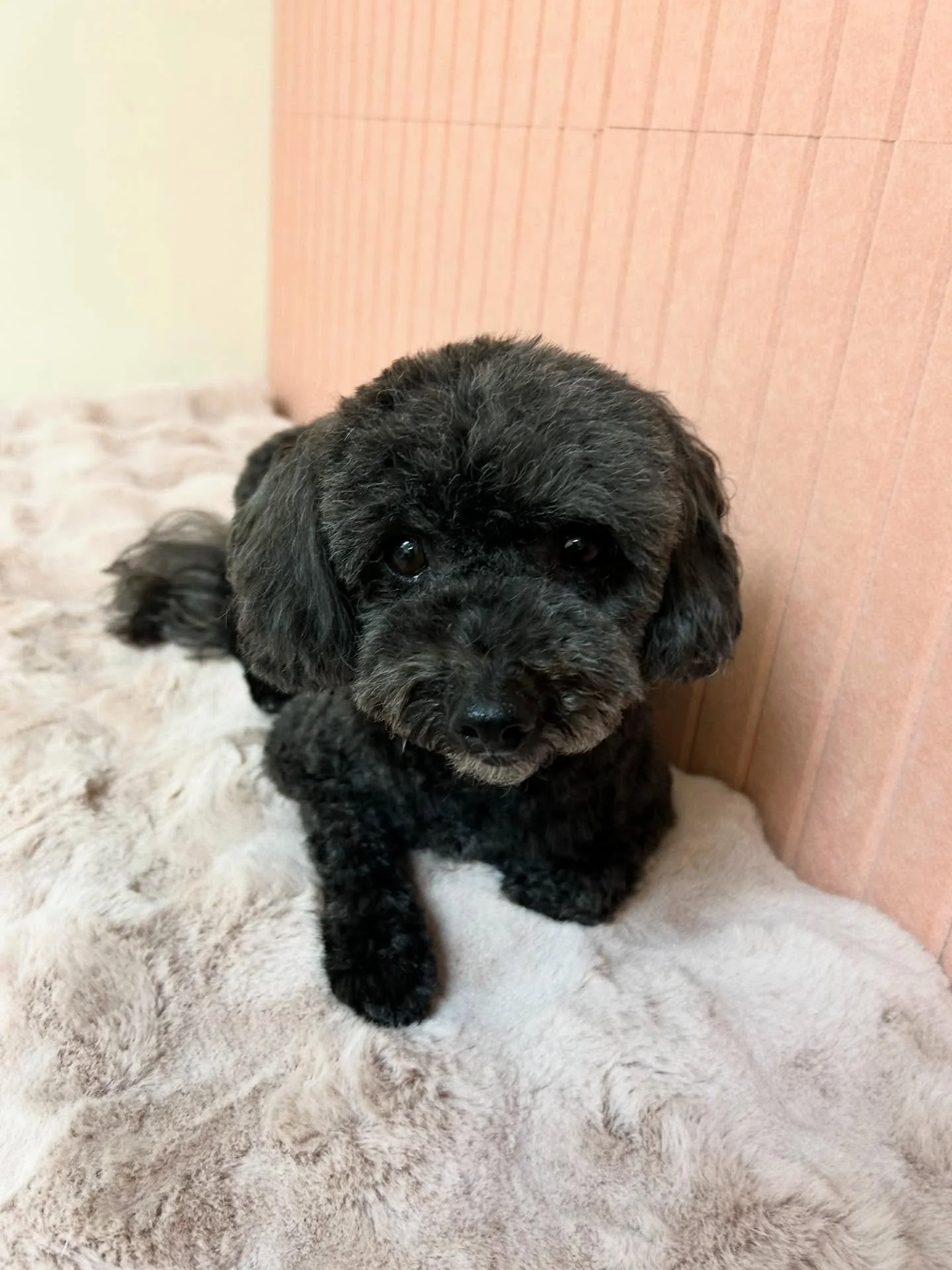 🐾💕 Millie is so pretty 😍Everyone loves Millie 🥰

#Poodle #CuteDog #TorranceGroomer #LAGroomer #Cuteness overload