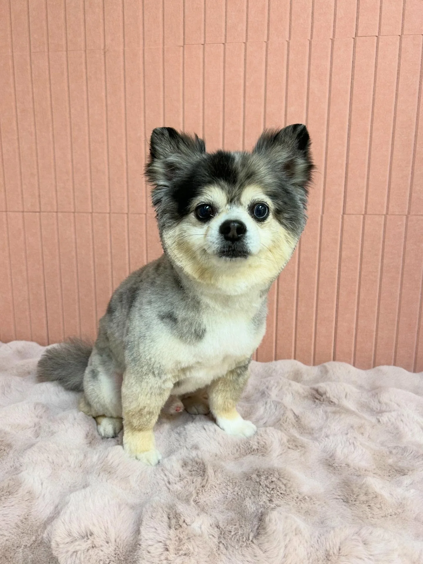 💙Kobe is so cute and fluffy after grooming session 🐾😎

#pomeranian #Fluffy #cutedog #TorranceGroomer #LAGroomer