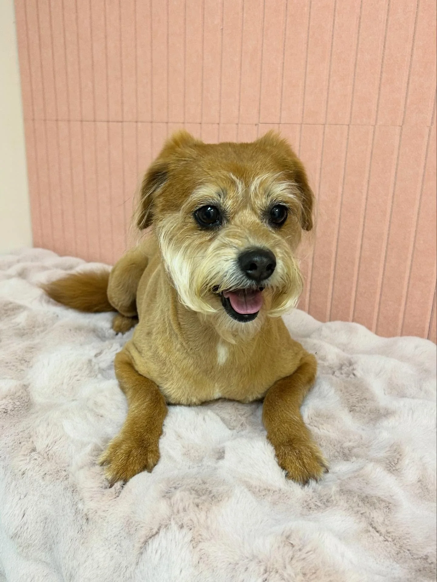 🐾💕Sweetest girl Paddington🎀 She is so pretty even more after grooming session with us🤩 

#Terrier #CuteDog #SweetDog #TorranceGroomer #LAGroomer