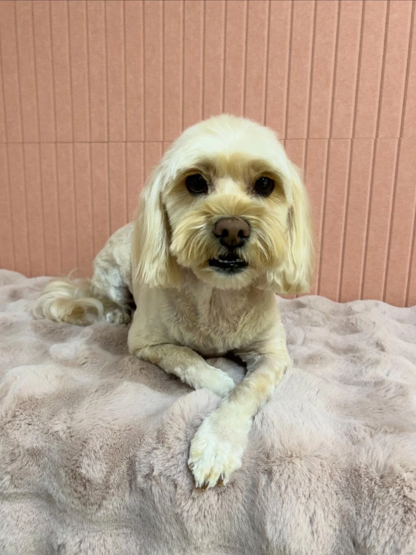 🐾💕Princess Bella after grooming session with us 🎀

#Maltipoo #CuteDog #Fluffy #TorranceGroomer #LAGroomer