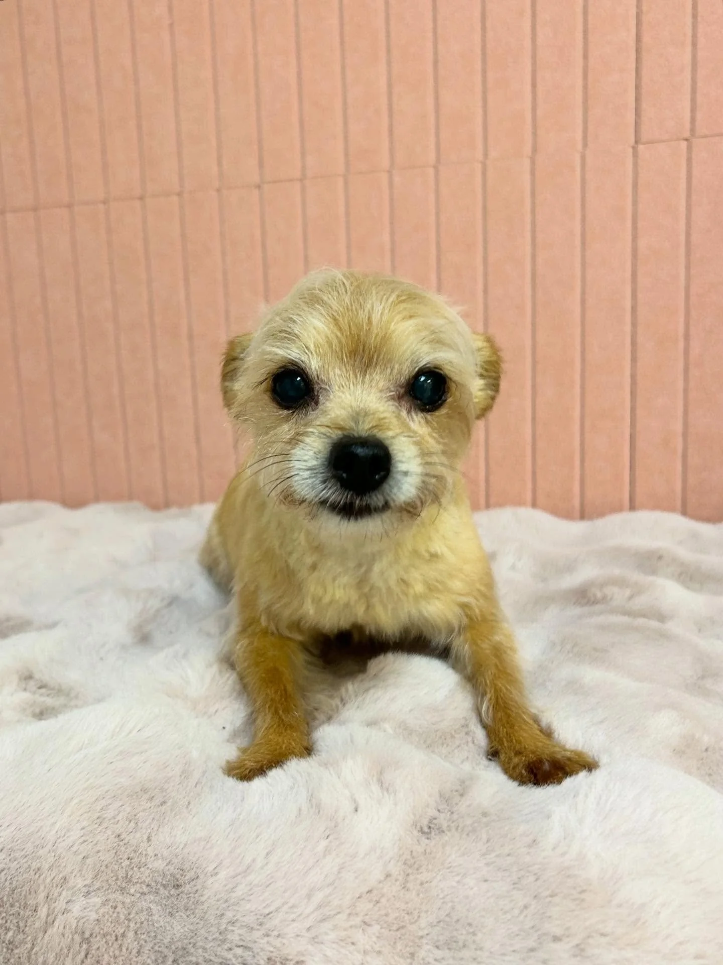 🐾💕 Jenny is so cute! Remember Petite size babies need to be groomed gentle with care 🤗

#CuteDog #Chihuahua #Socute #TorranceGroomer #LAGroomer