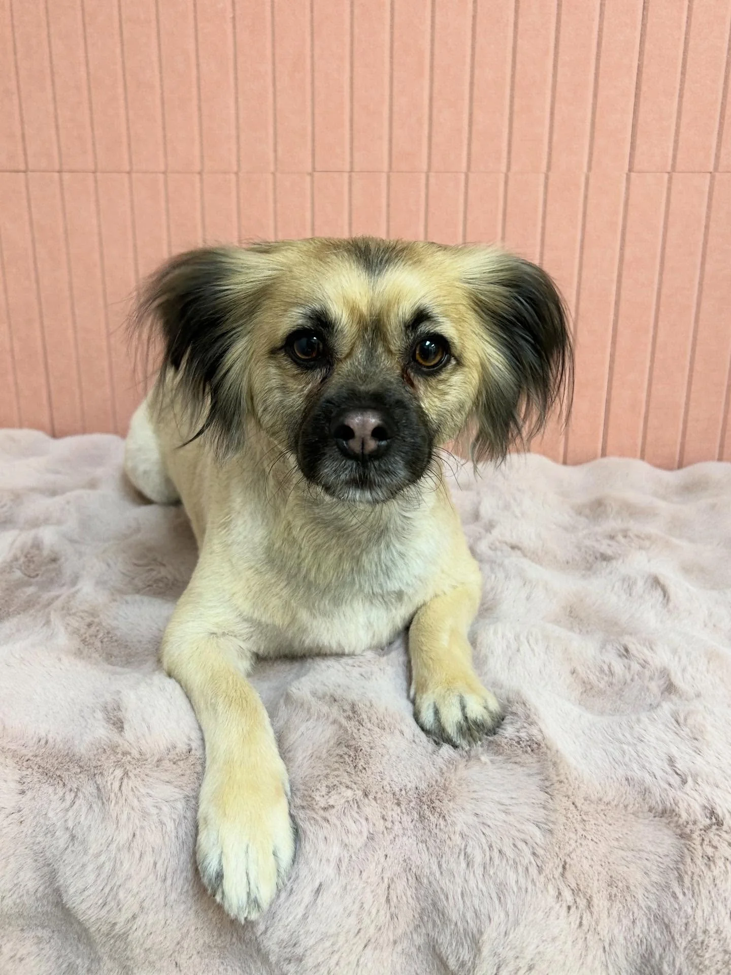 🤗💕Alfie is full of cuteness💙🐾

#CutePup #CuteDog #PapillionMix #TorranceGroomer #LAGroomer