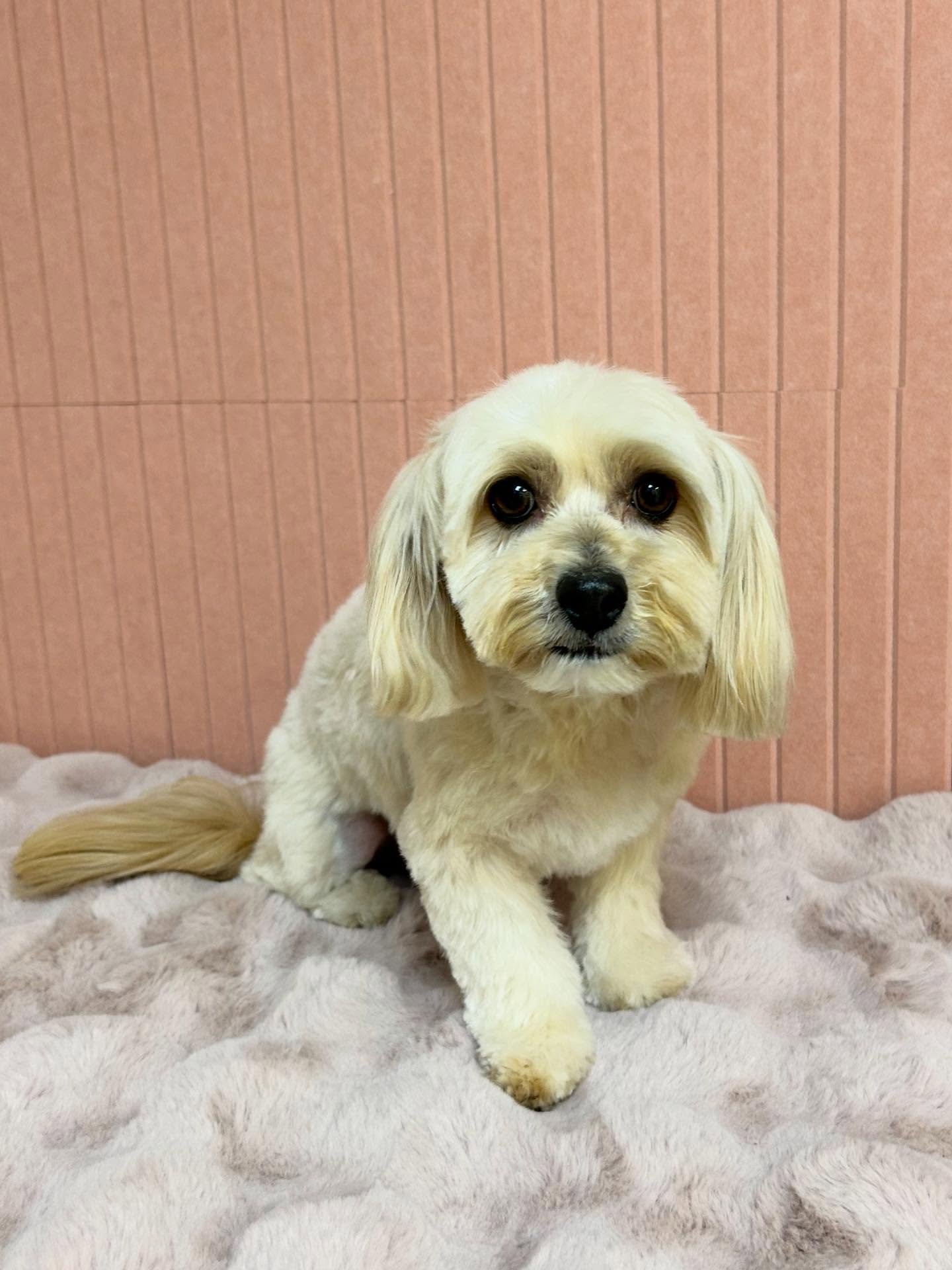 💕🐾Piper is all fluffed up and ready to go! She is so cute 🥰 

#MalteseMix #CuteDog #Fluffy #TorranceGroomer #LAGroomer