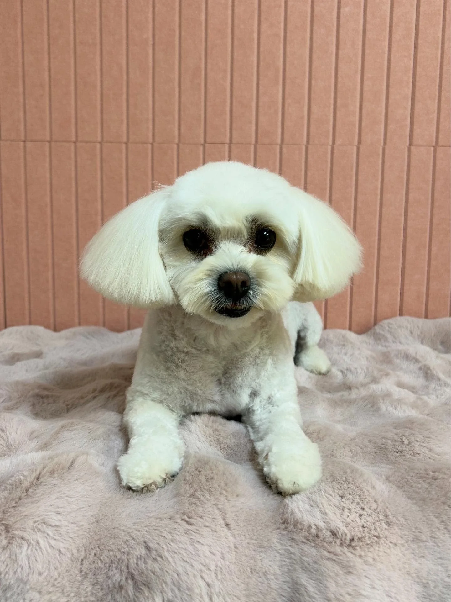 💕🤗 Lucy is so adorable, even more after grooming session! 👀🥰

#Maltipoo #Adorable #Fluffy #TorranceGroomer #LAGroomer