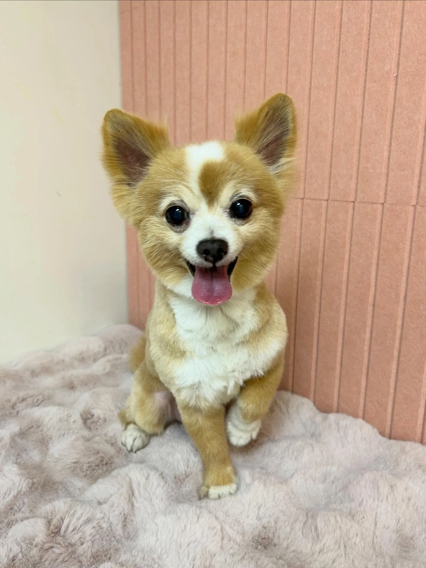 💙🐾 Maru is so fluffy and cute! Round face make him even cuter 😖🐾

#PomMix #Fluffy #Teddybearface #TorranceGroomer #LAGroomer