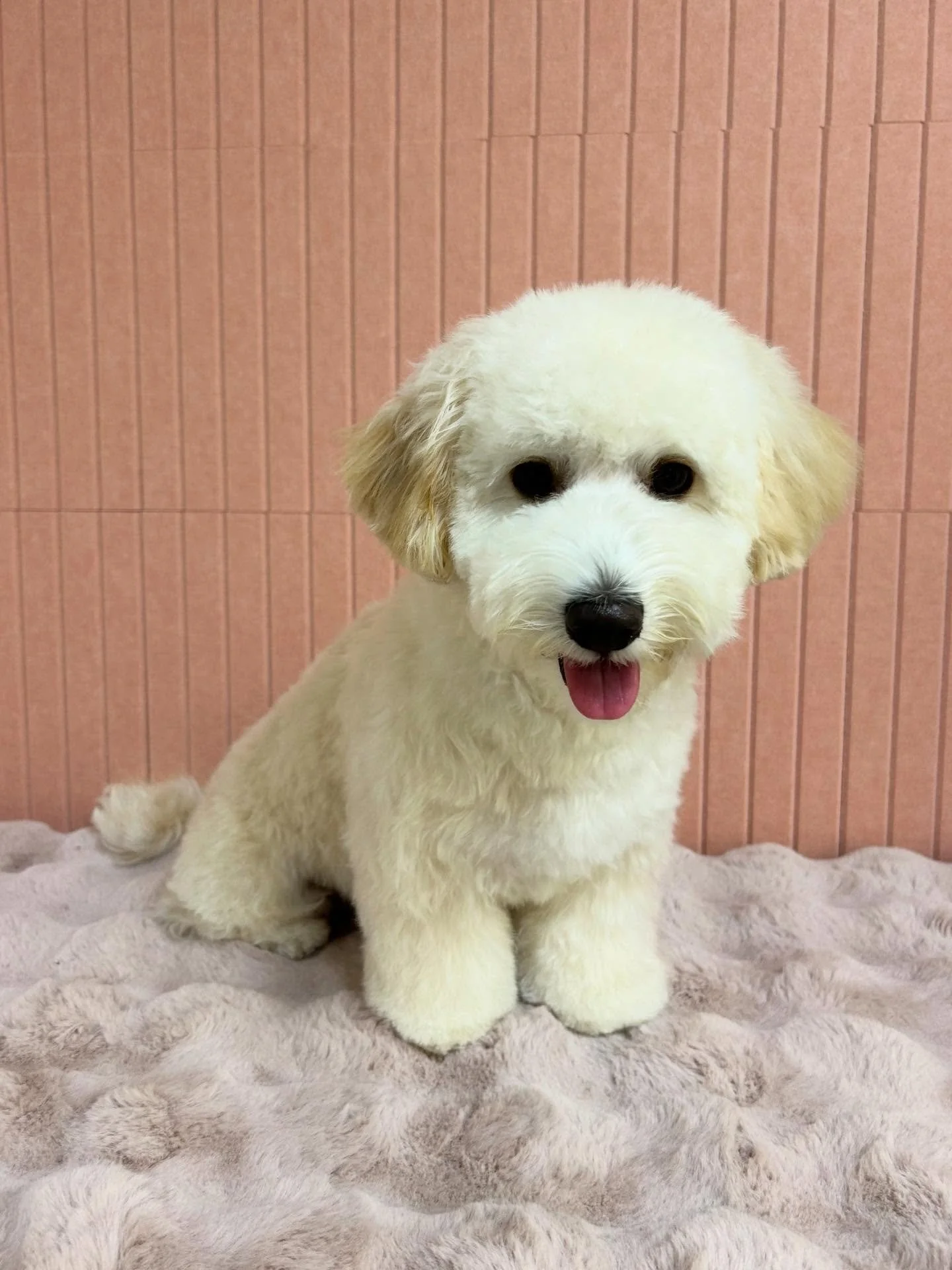 💙🐾 Leo is so cute and fluffy after grooming! He is so soft as a cloud 💕🥰

#Maltipoo #fluffydog #Fluffy #CuteDog #TorranceGrooming LAGroomer