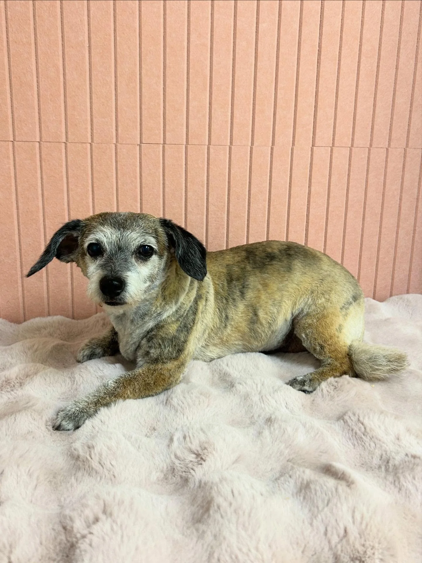 🐾💕Cute Bixie has beautiful brindle colored coat even standing out more after grooming session 🥰

#terrier #terriermix #Cutedog #TorranceGroomer #LAGroomer
