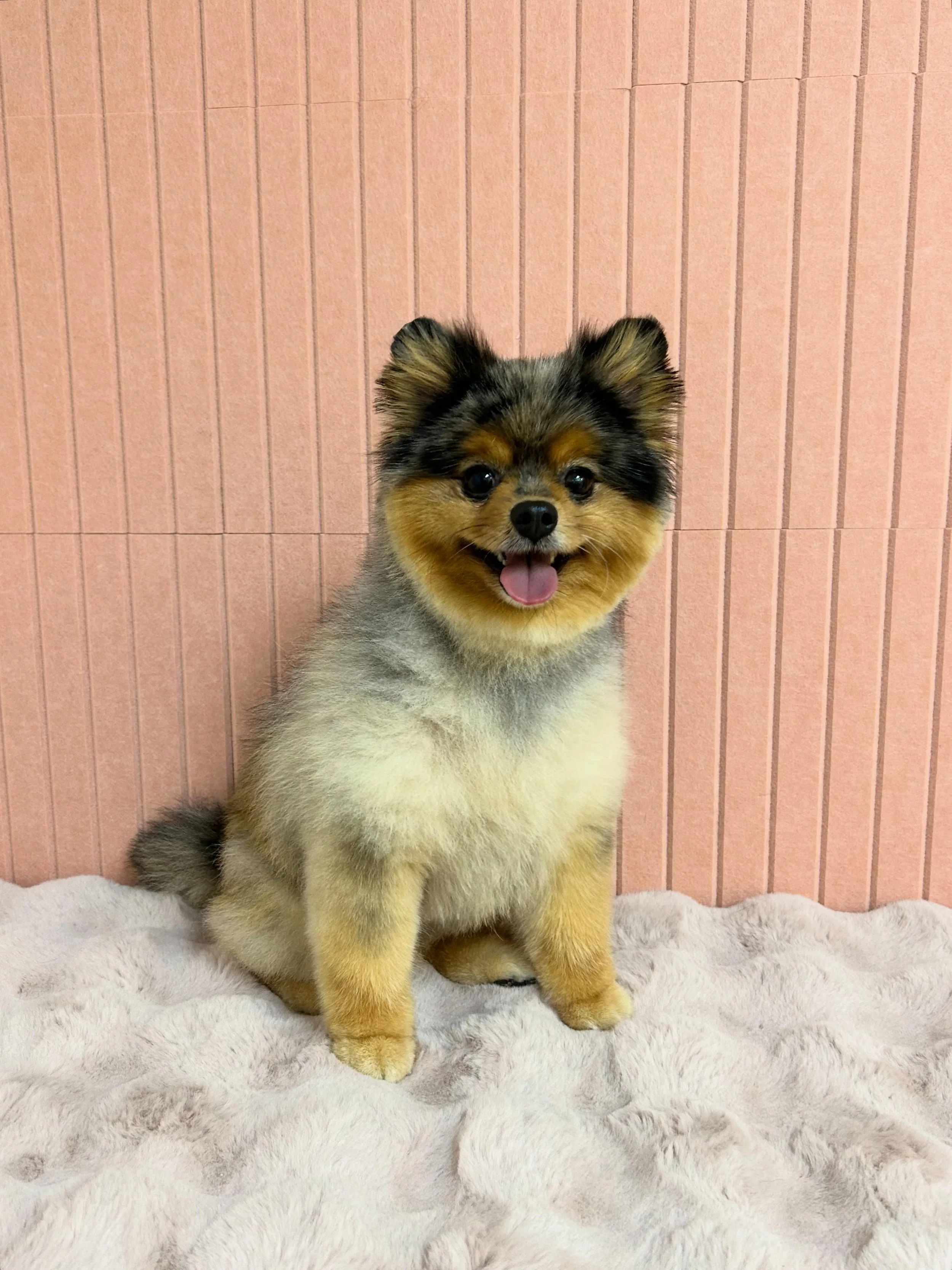 🎀🐾Stormy after fluffy Pomeranian trimming 🥰

#pomeranian #Fluffy #scissortrim✂️ #TorranceGroomer #LAGroomer