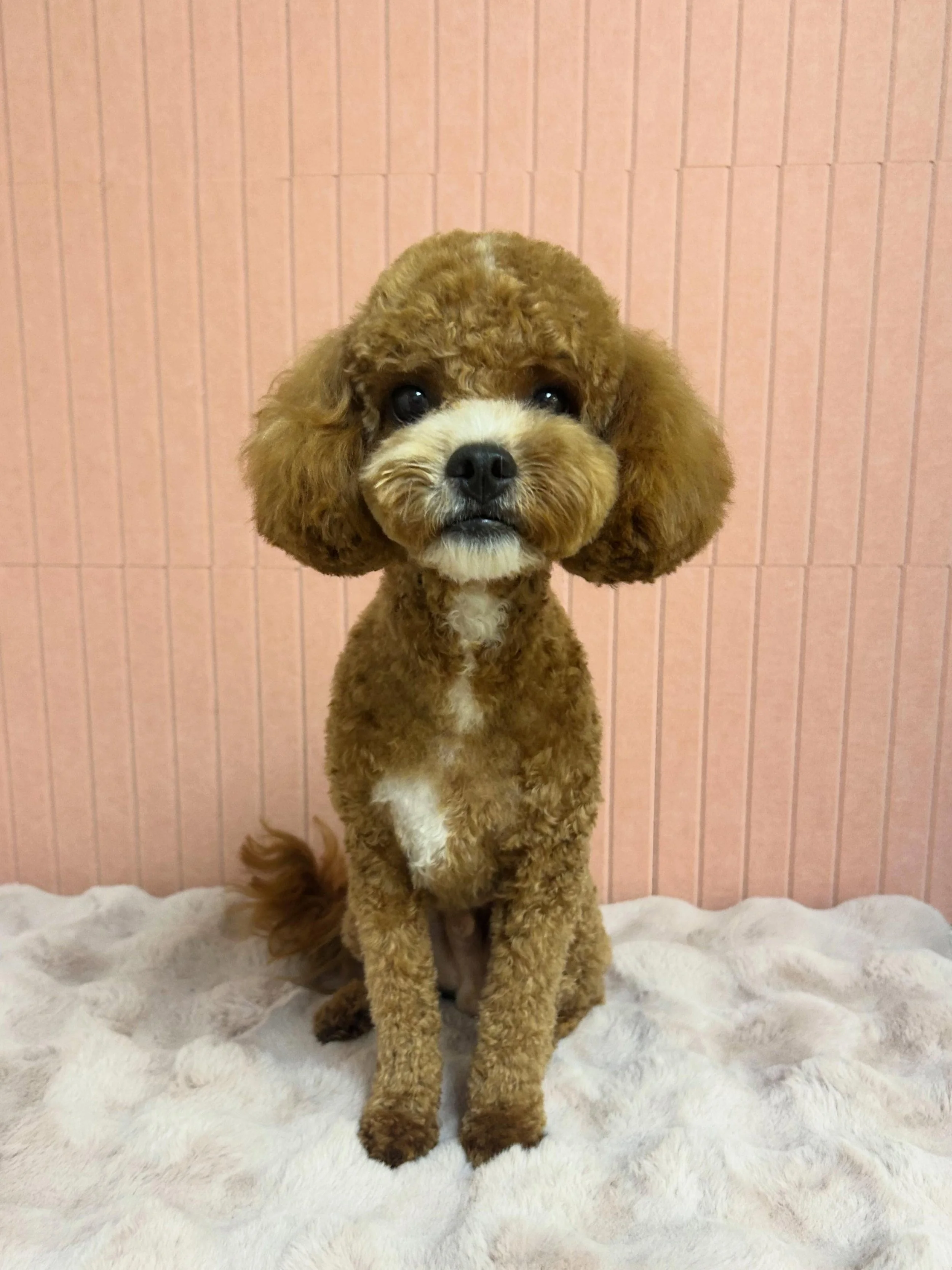 💕🐾Biscuit is a sweetest cute fluff ball💖 His cute and bright energy always bring us joy while groomin🤗✨

#CuteDog #Cavapoo #fluffball #TorranceGroomer #LAGroomer