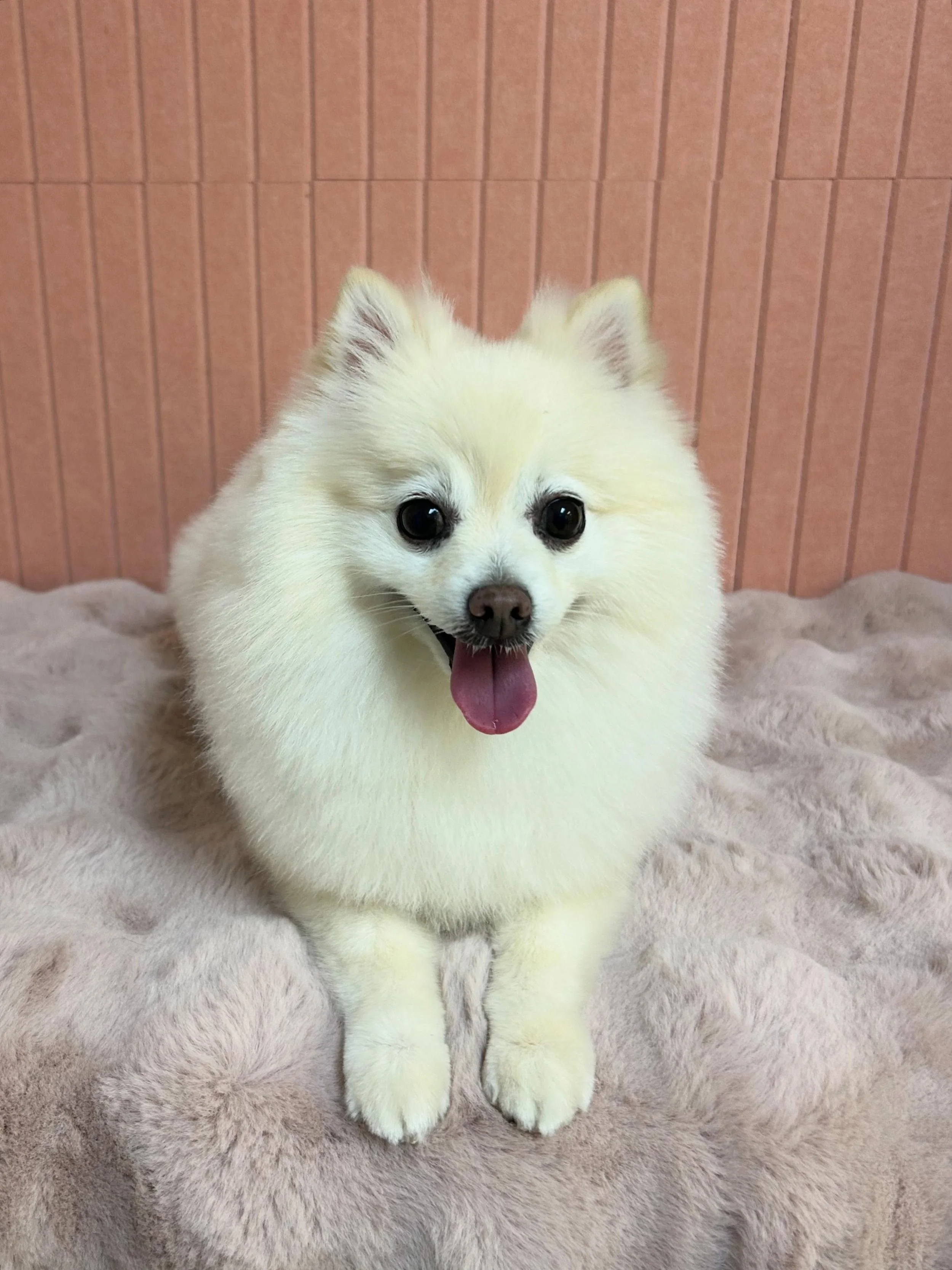 🎀Snowy is all fluffed up! Pomeranian scissor trim ❤️👀So cute 🥰 

#pomeranian #scissortrim✂️ #Cutedog #TorranceGroomer #LAGroomer