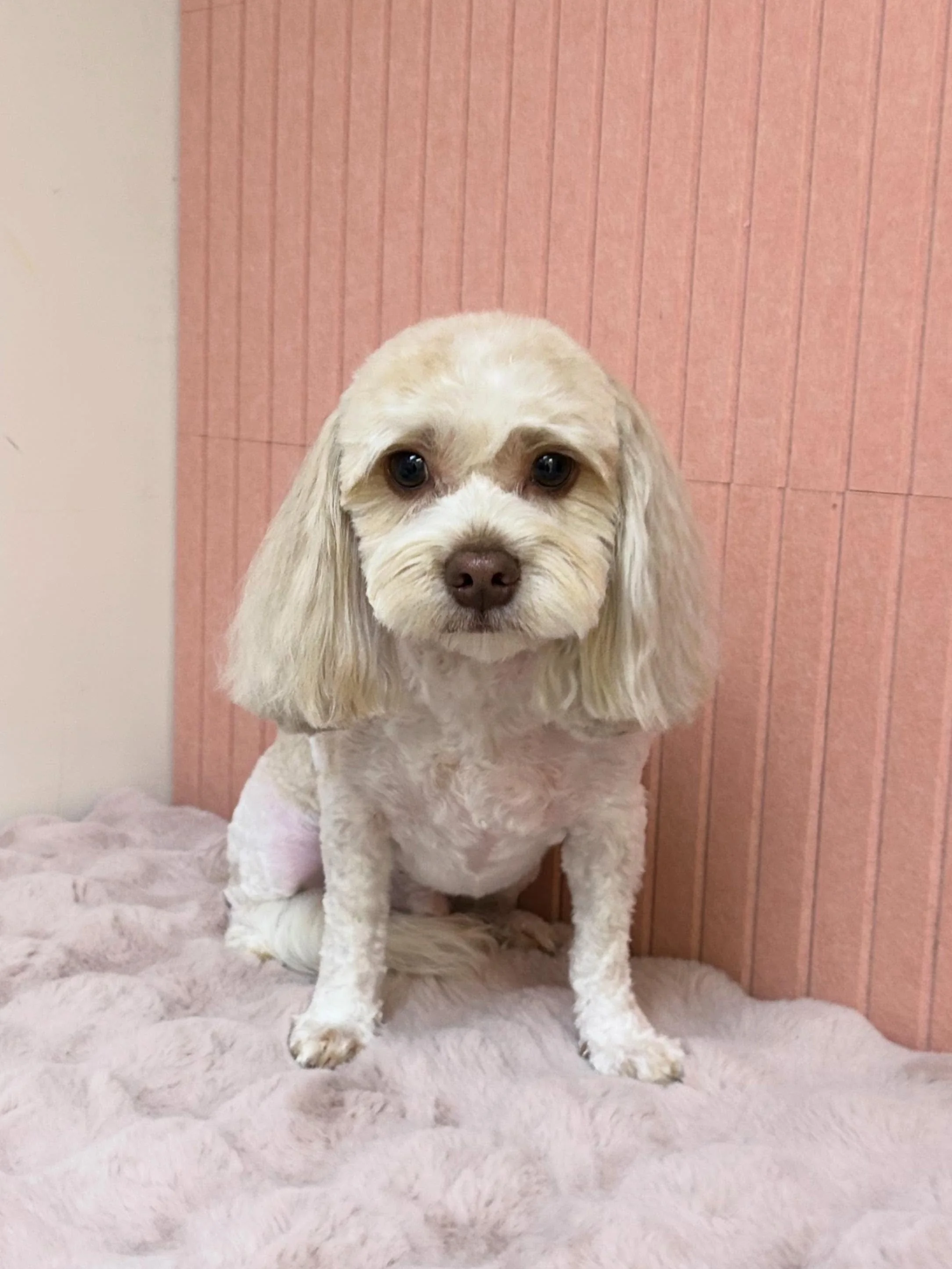 💙🐾Henry after grooming session. He is so sweet stealing everyone&rsquo;s heart today 🥰✨

#Shihtzumix #Cutedog #TBF #TorranceGroomer#LAGroomer