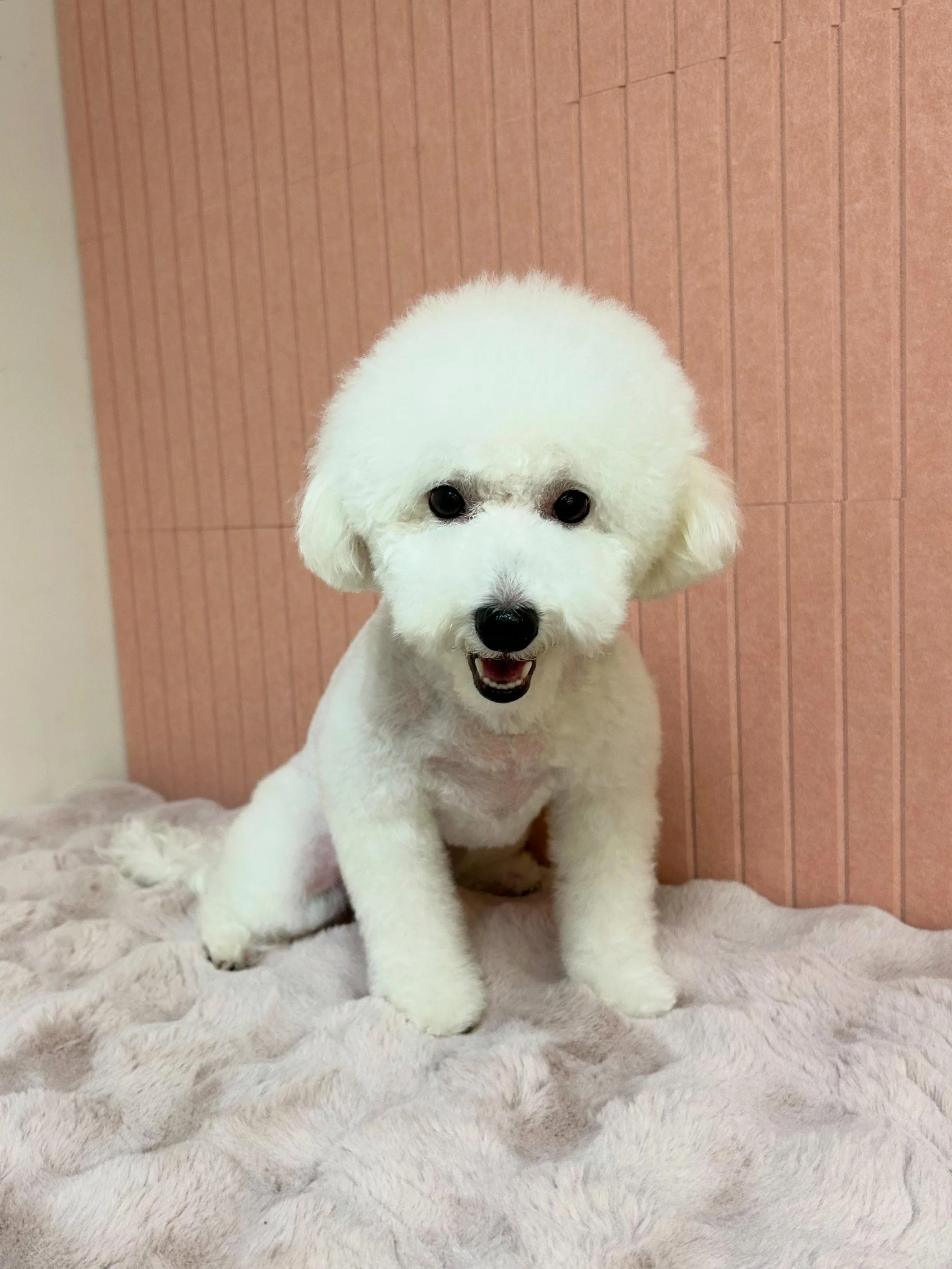 🎀🐾Maru is so prettier after grooming! She has fluffy legs too 😘❤️

#Fluffylegs #Bichon #CuteDog #TorranceGroomer #LAGroomer