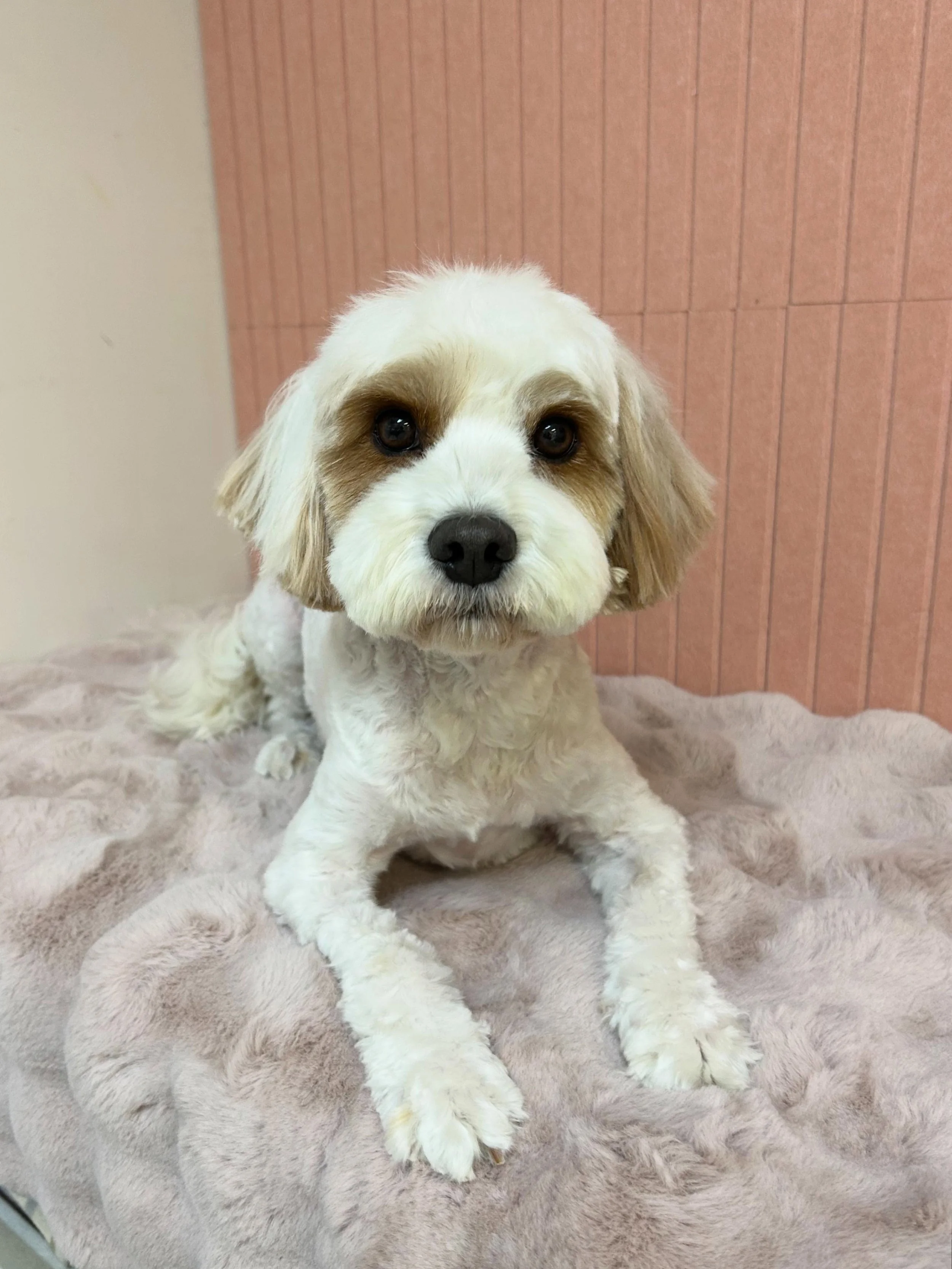 💙🐾Reid is always sweet good boy 👀😎 He is so handsomely cute even more after grooming 🤗

#Cavachon #GoodBoy #Cutedog #TorranceGroomer #LAGroomer