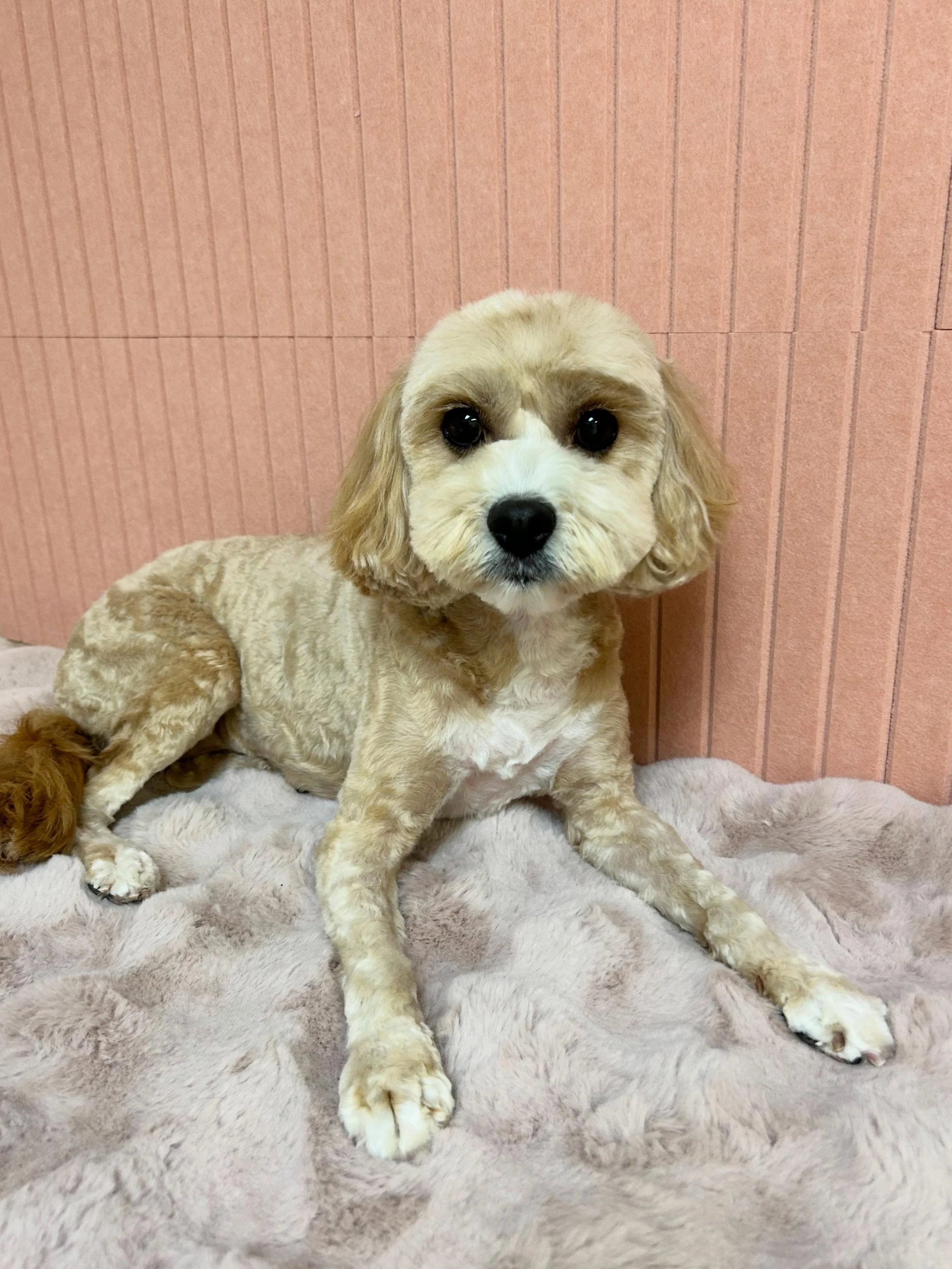 😘🐾Keston is camera shy but he sure looks good on photo😖Even more after grooming session&rsquo; 😎🐾

#Cavachon #Cutedog #goodboy #TorranceGroomer #LAGroomer