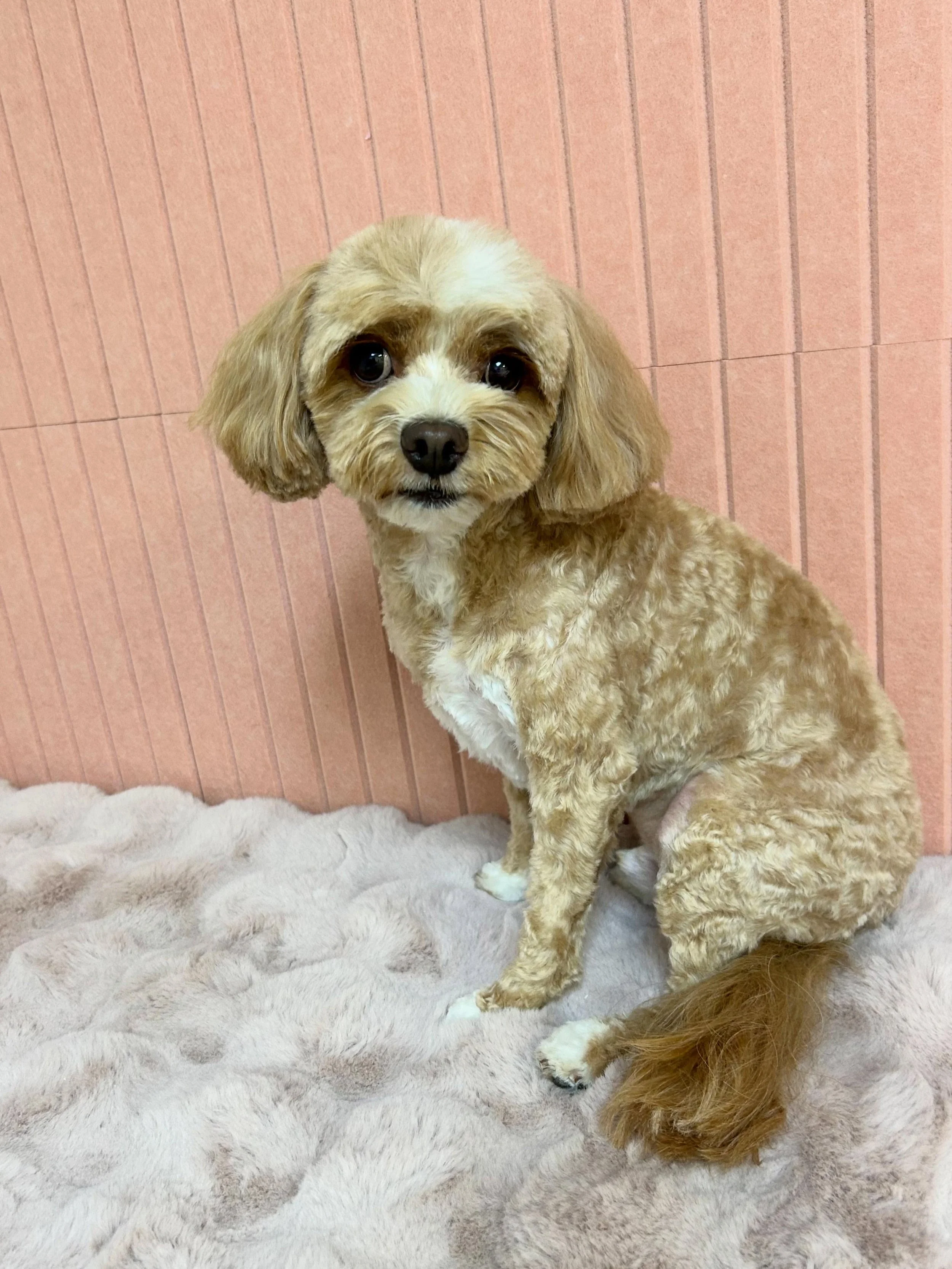 😎🐾Beau is so energetic and cute giving us happy vibe. After grooming he looks more cute- 🥰 

#Cavapoo #CuteDog #Roundface #TorranceGroomer #LAGroomer