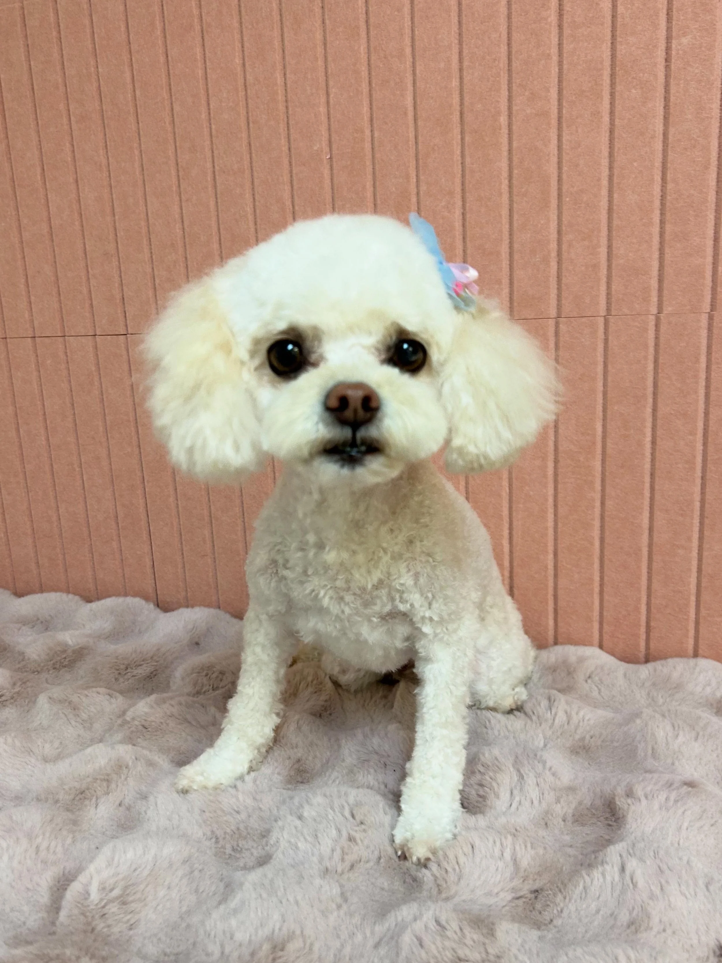 ❤️🐾Boorie is so cute! Always happy to see her 🐾🎀

#Maltipoo #Teddybearface #Round face #TorranceGroomer #LAGroomer
