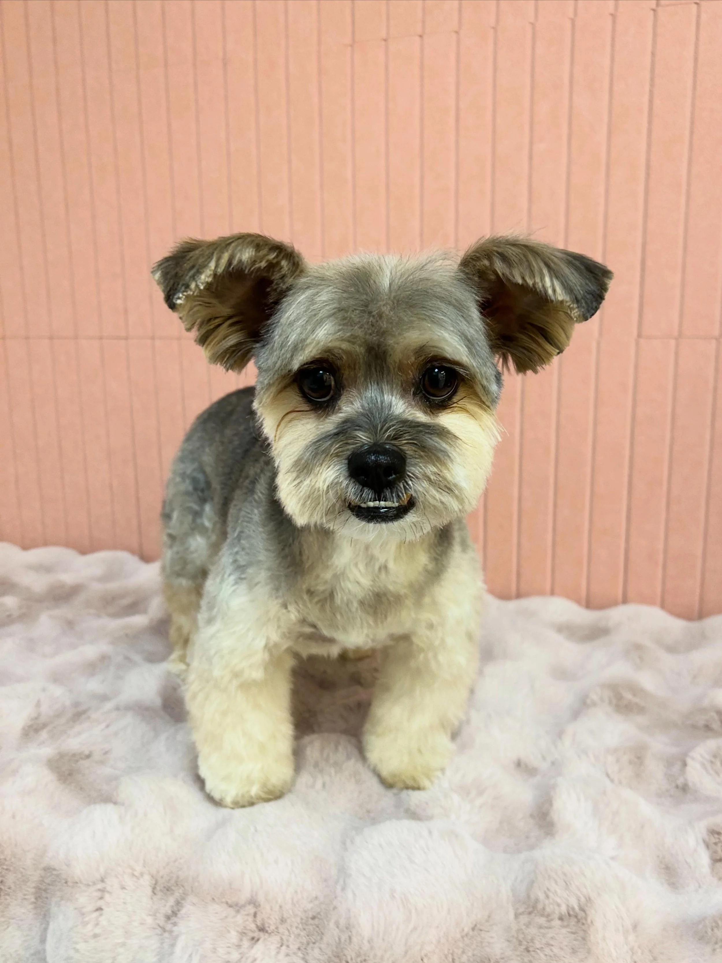 💙🐾Tig is so cute and stylish after fluffy grooming- 😖✨

#Morkie #Yorkiemix #fluffy #Torrancegroomer #LAGroomer