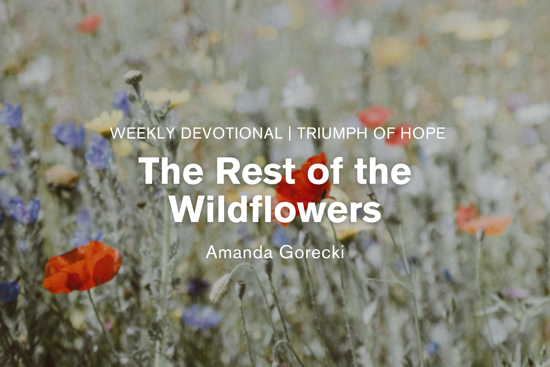 The Rest of the Wildflowers
