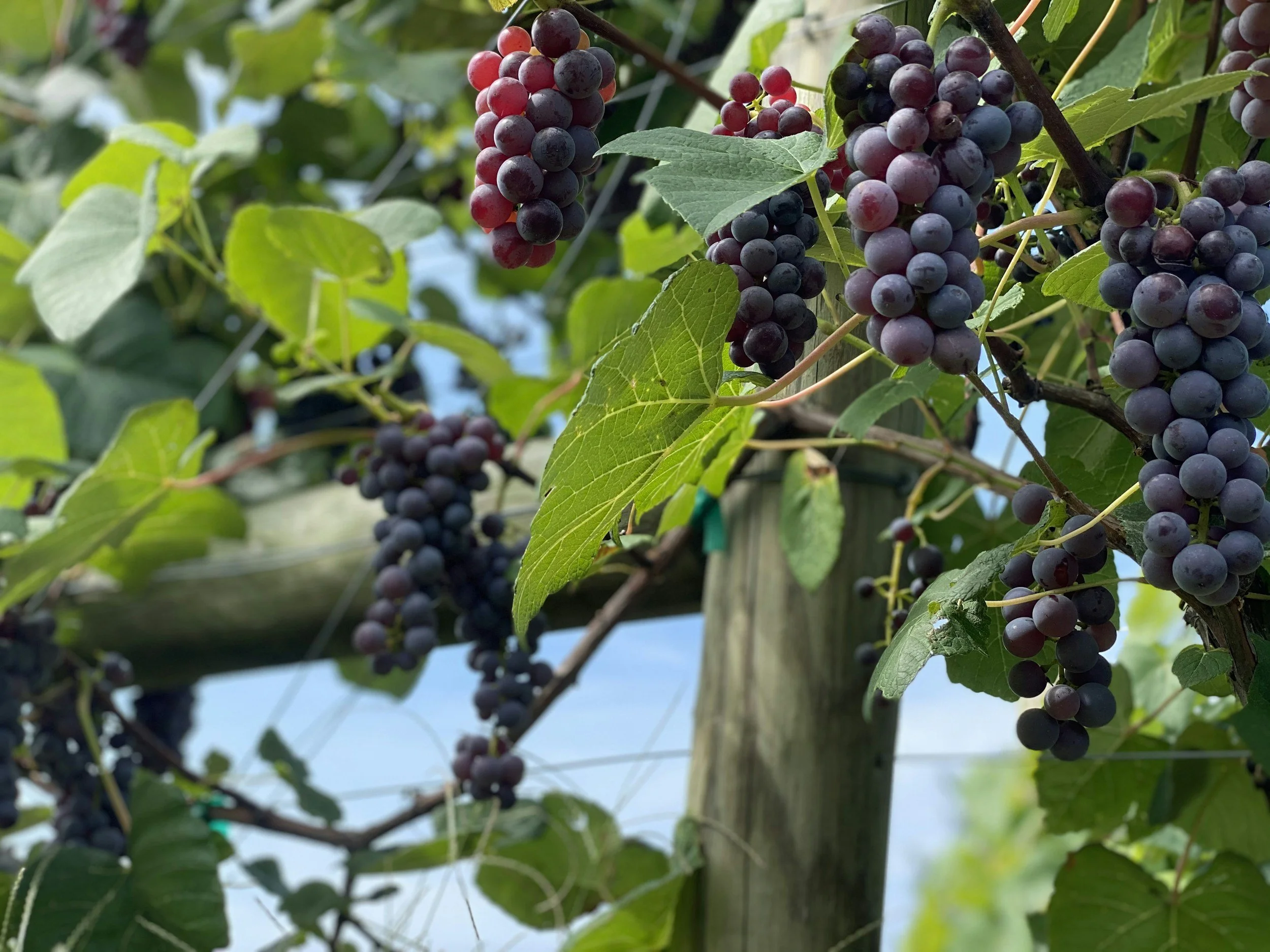 Day 31: Pruning the Self-Rooting Vine 