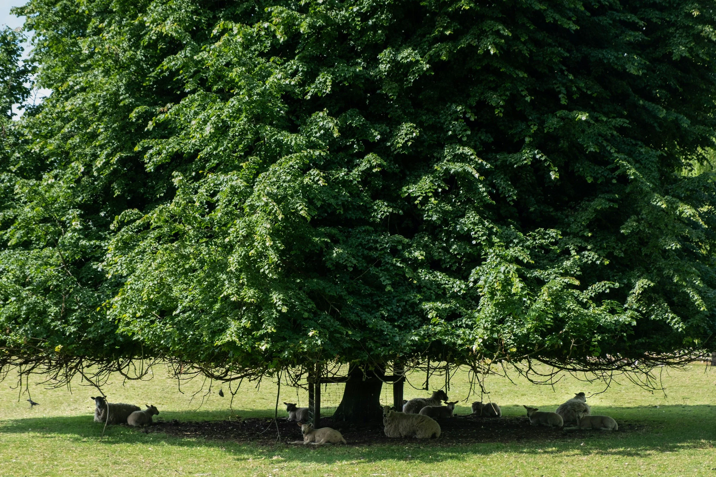 Day 33: Staying in the Protection of God’s Shade
