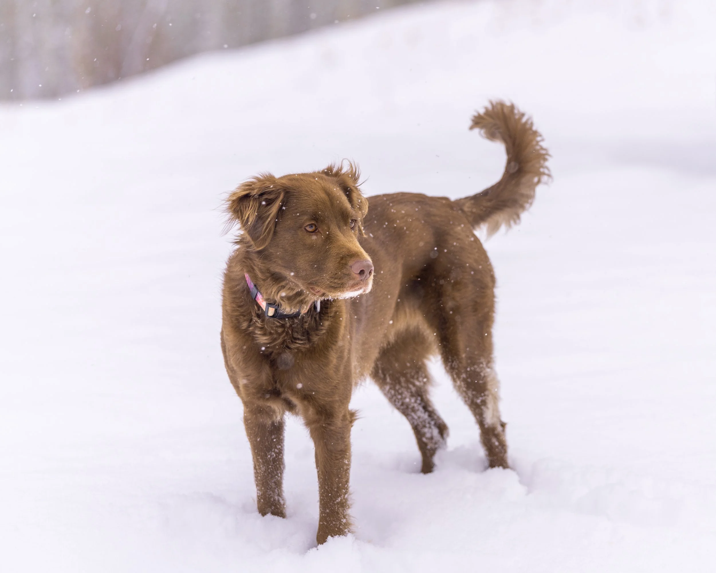 MableandSnow-11.jpg