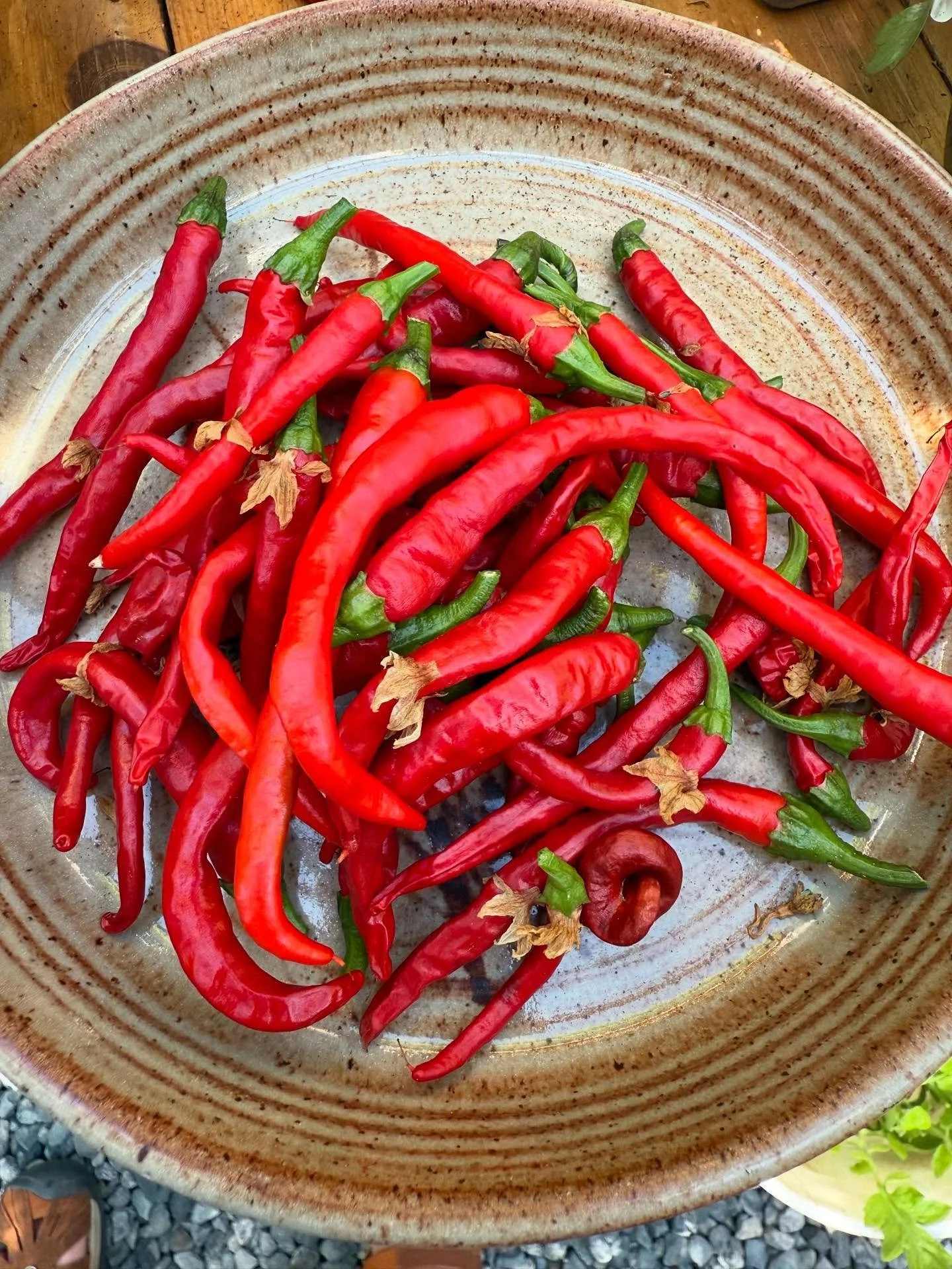 This was our first year growing cayenne peppers and they absolutely thrived in the warmth of our greenhouse!#cedar #cedargreenhouse #cedarbuiltgreenhouse #greenhouse #garden #gardening #greenthumb