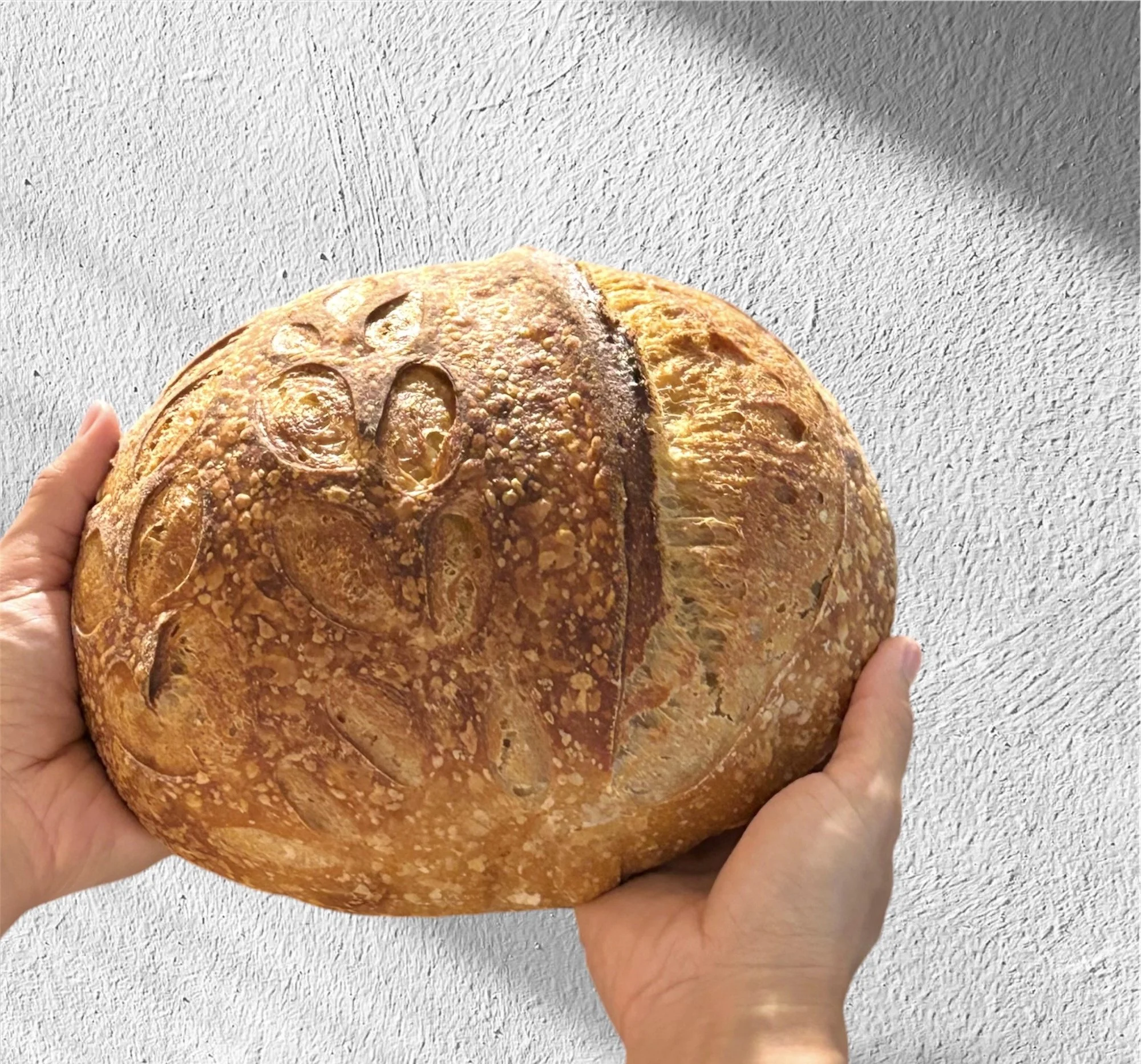 Sourdough Myths #2: Is an Older Starter Better?