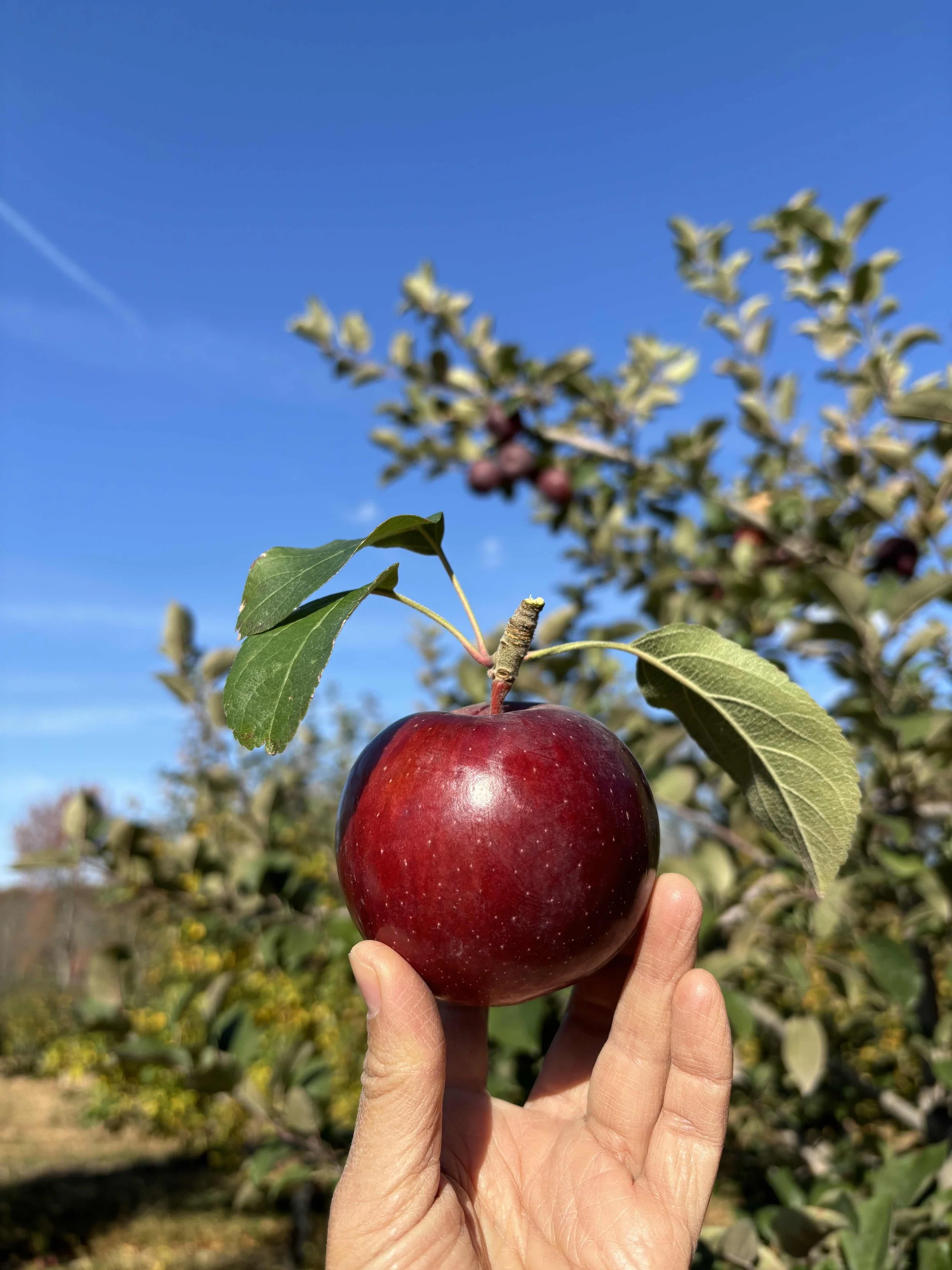 Beacon Farmers' Market 