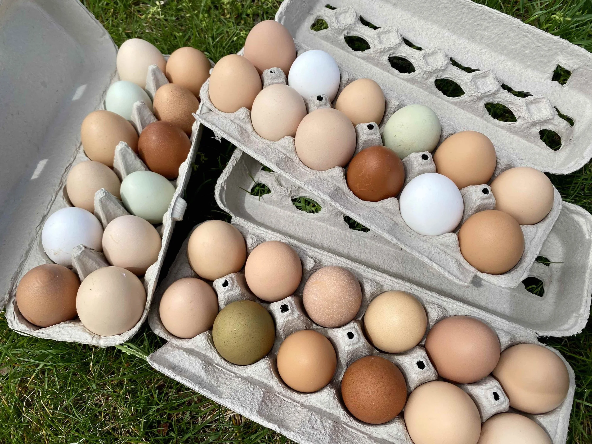 Tarrytown &amp; Sleepy Hollow Farmers Market - The TaSH 