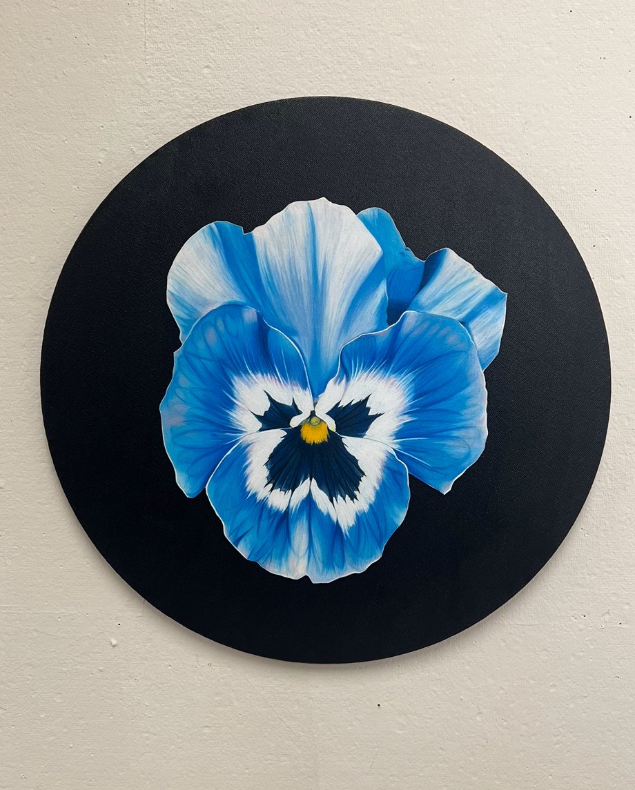 Pansy 4.jpg