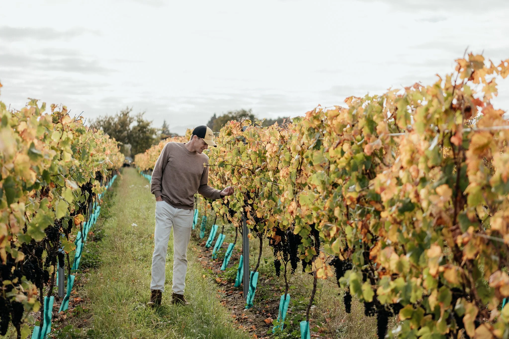 A man inspecting grapevines in a vineyard during fall, with leaves turning yellow and orange.