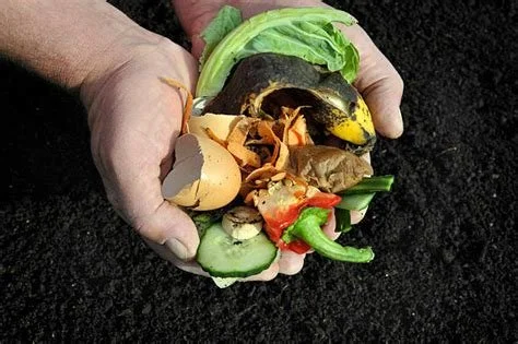 COMPOSTING BASICS - BIODEGRABLE vs. COMPOSTABLE