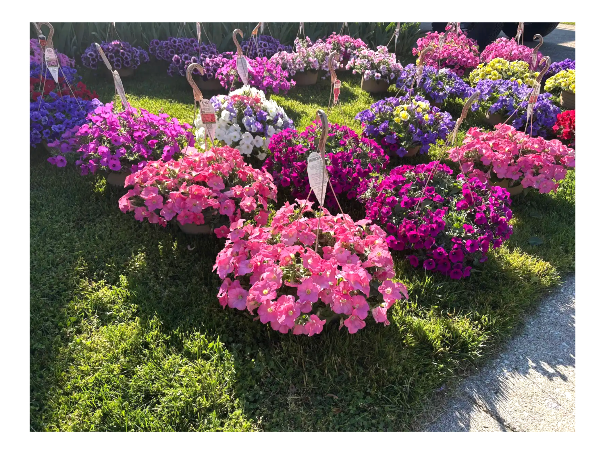 Spring Hanging Baskets