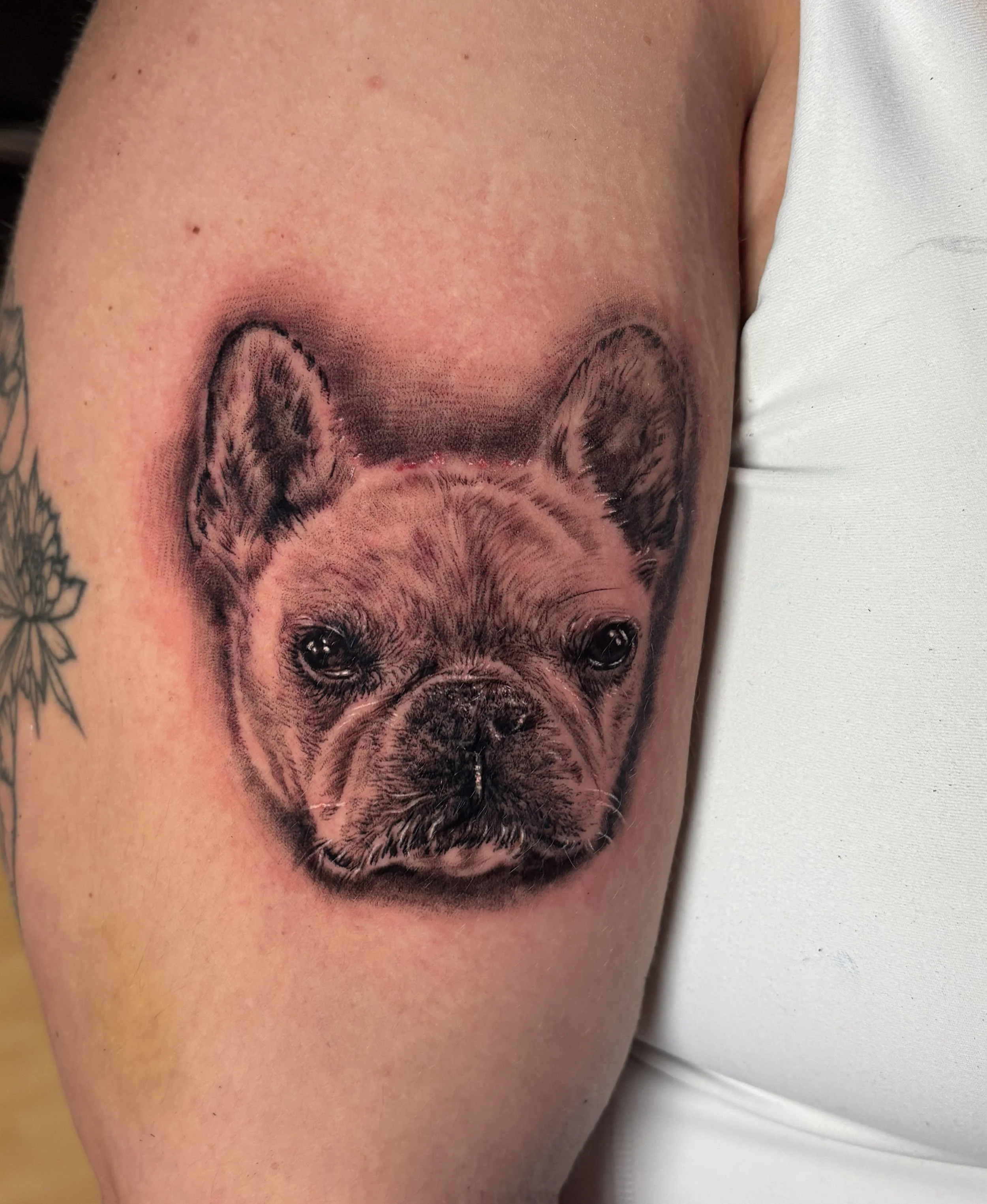 Black and grey dog portrait by Jeff Beck
