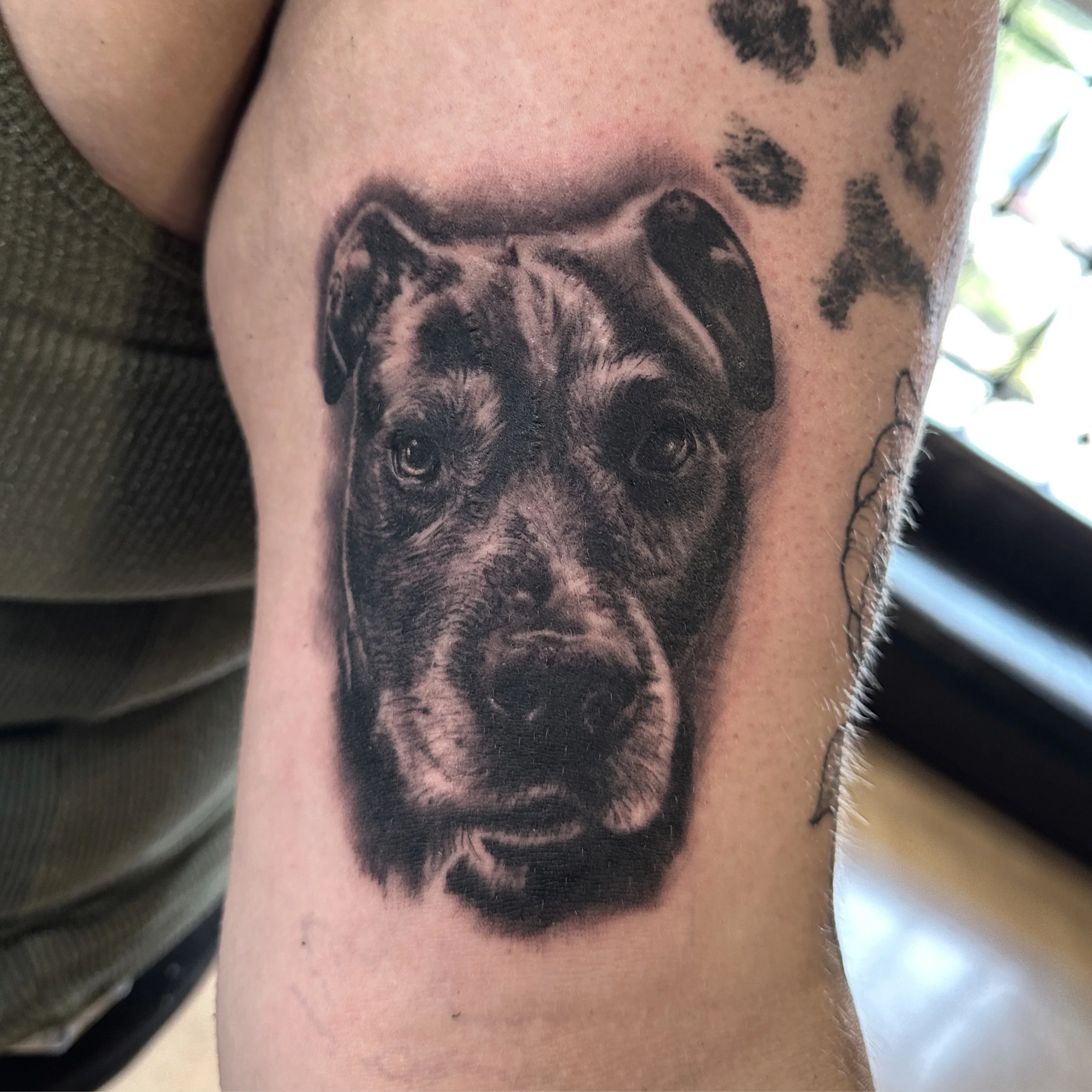Healed black and grey realism dog portrait by Jeff Beck