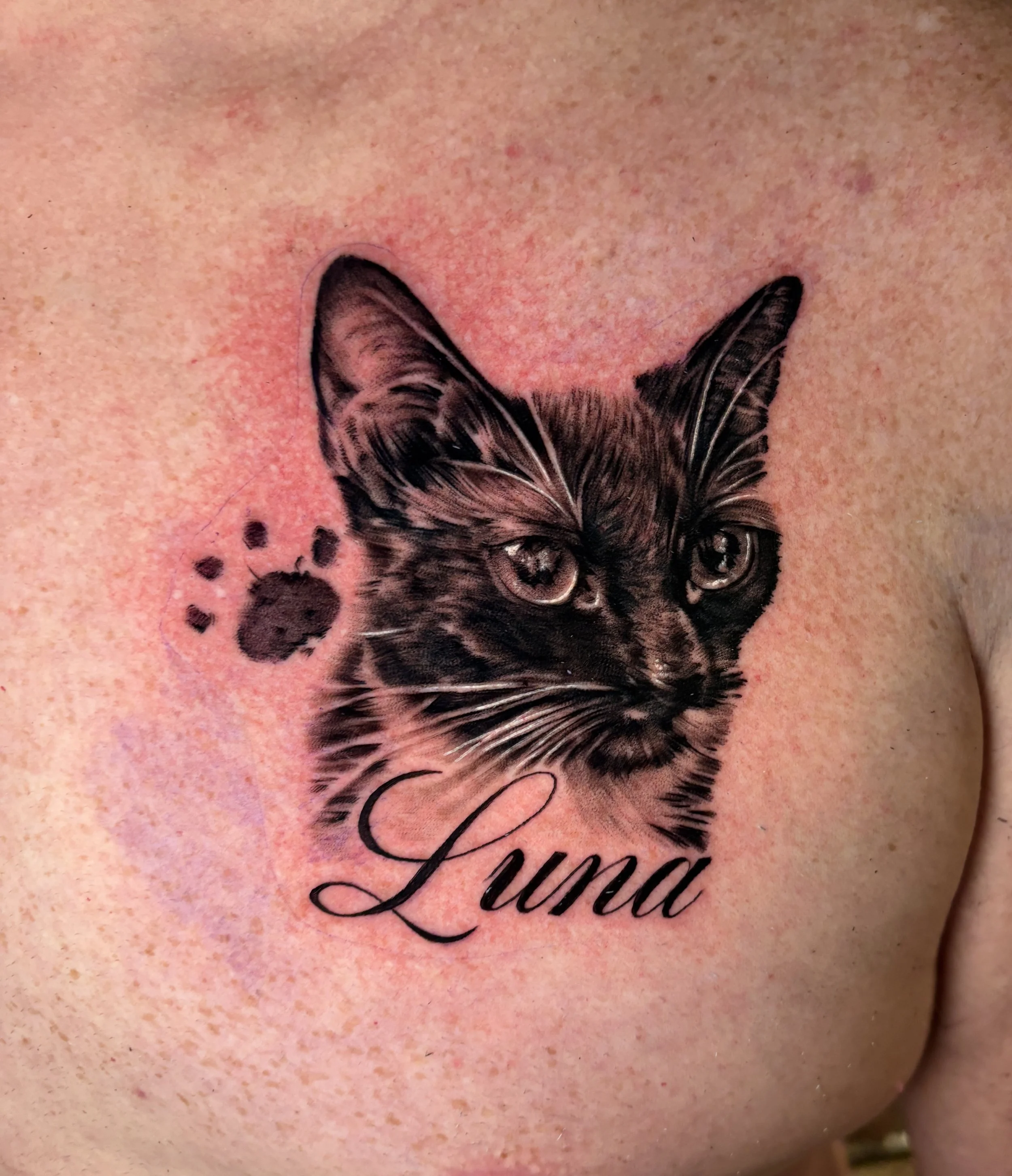Black and grey realism cat portrait by Jeff Beck