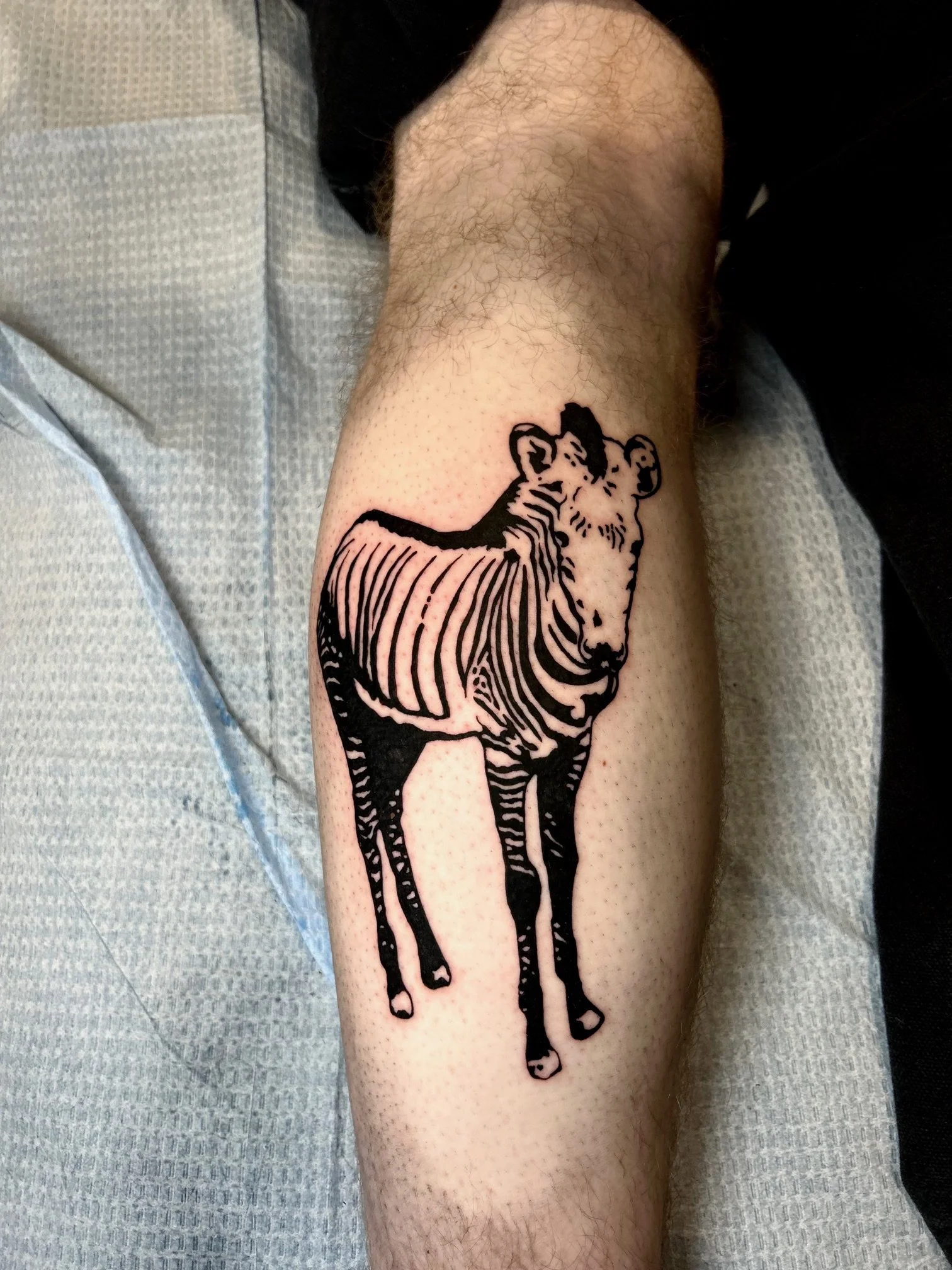 Illustrative Zebra by Nicole Cosner