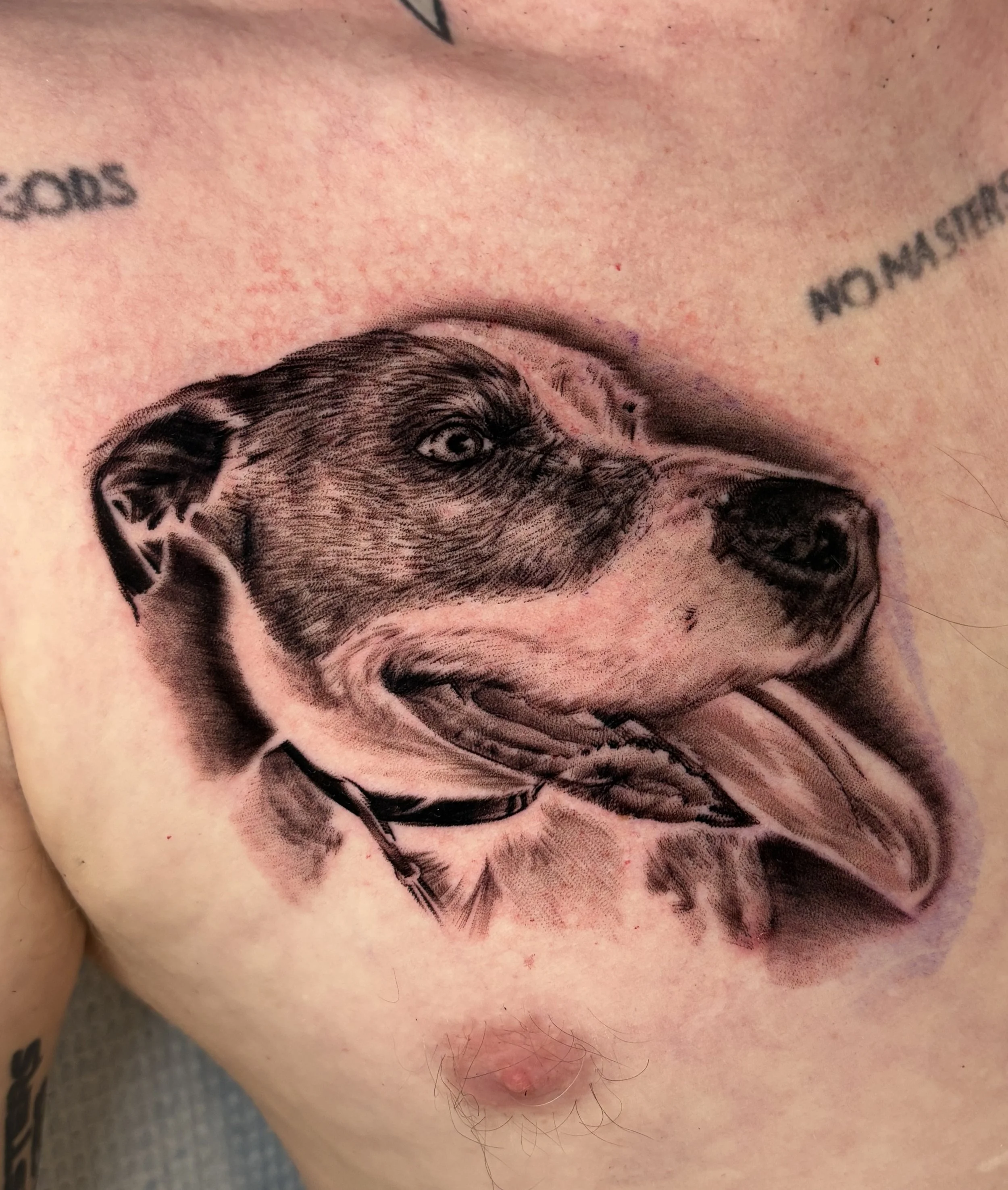 Black and grey dog portrait by Jeff Beck