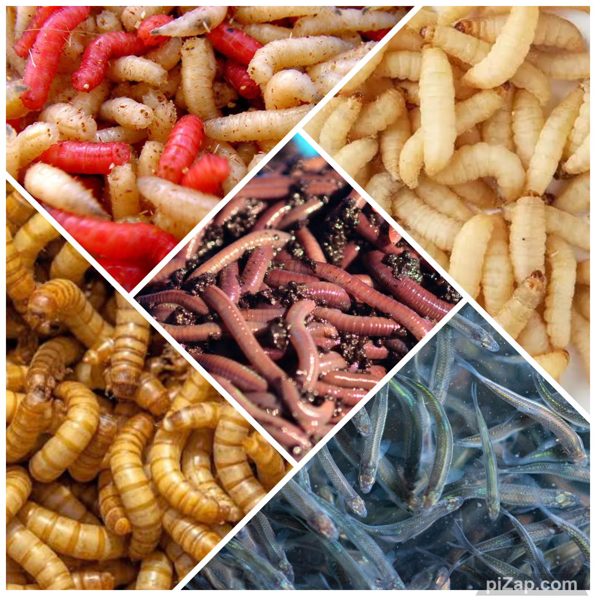 Collage of various edible insects including mealworms, spikes, waxworms, night crawlers, and live minnows.