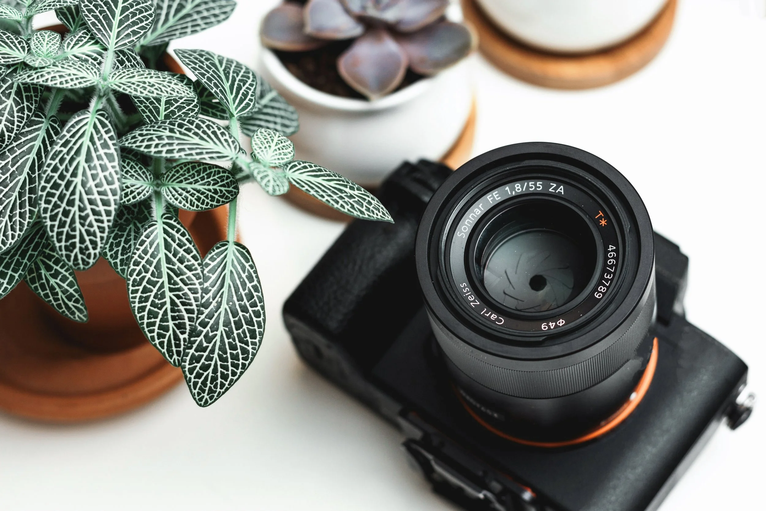A camera with a lens positioned on a black camera body, next to potted plants with green leaves and purple succulents, on a white surface.