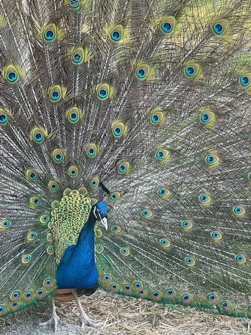 A colorful peacock with its feathers fanned out.