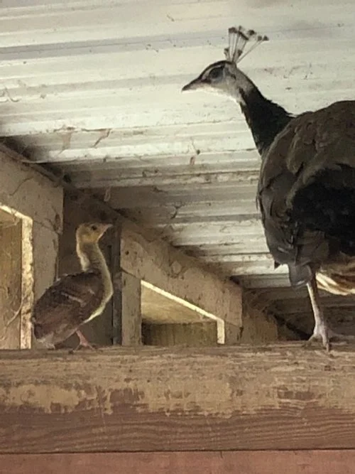A peacock and a duckling positioned next to each other on a wooden surface.