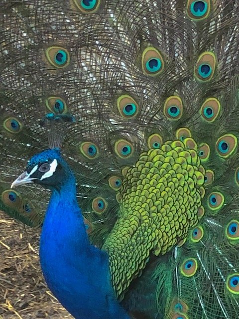 Peacock displaying its colorful tail feathers with eye patterns.