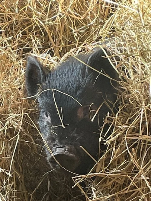 A piglet lying inside a nest of dry hay.
