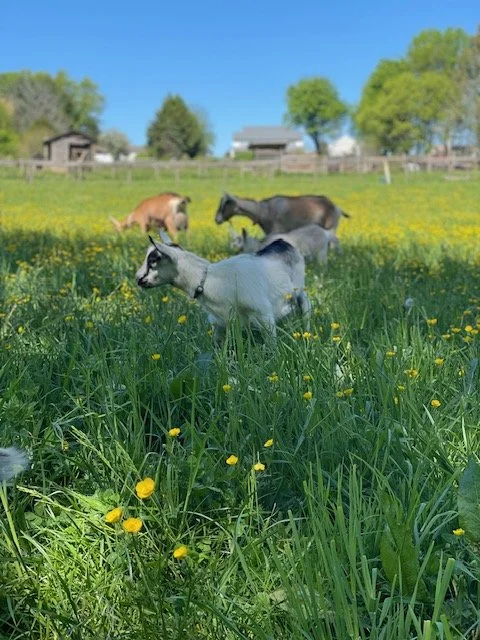 Three horses grazing in a grassy field with yellow flowers, with farm buildings and trees in the background on a sunny day.