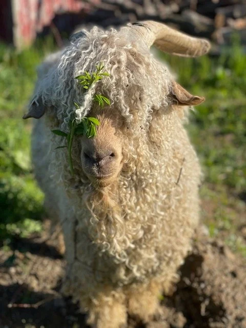 A fluffy white goat with curly wool, a branch with green leaves covering one eye, standing outdoors on grass.